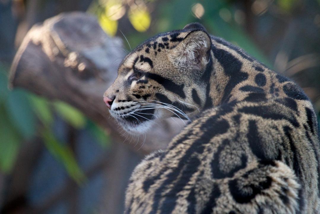 Clouded Leopard Wallpapers