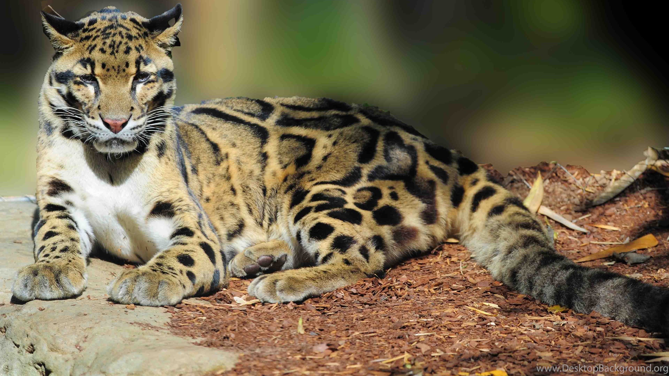 Clouded Leopard Wallpapers