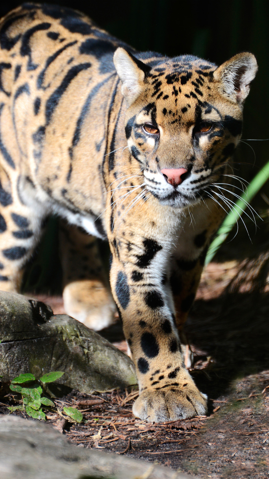 Clouded Leopard Wallpapers