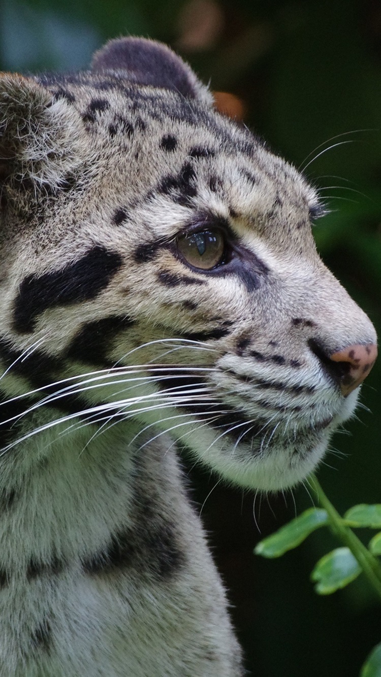 Clouded Leopard Wallpapers