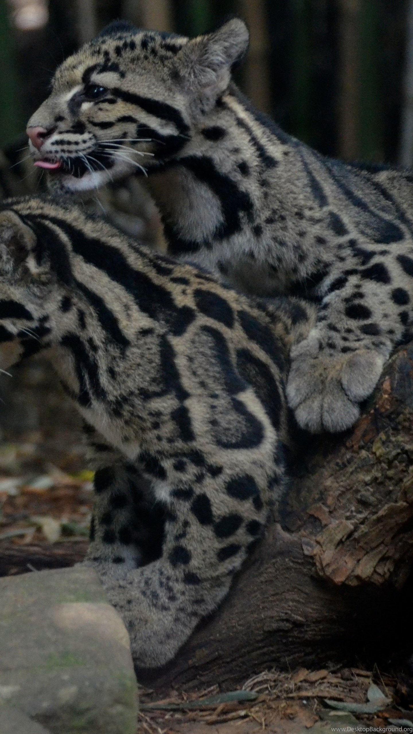 Clouded Leopard Wallpapers