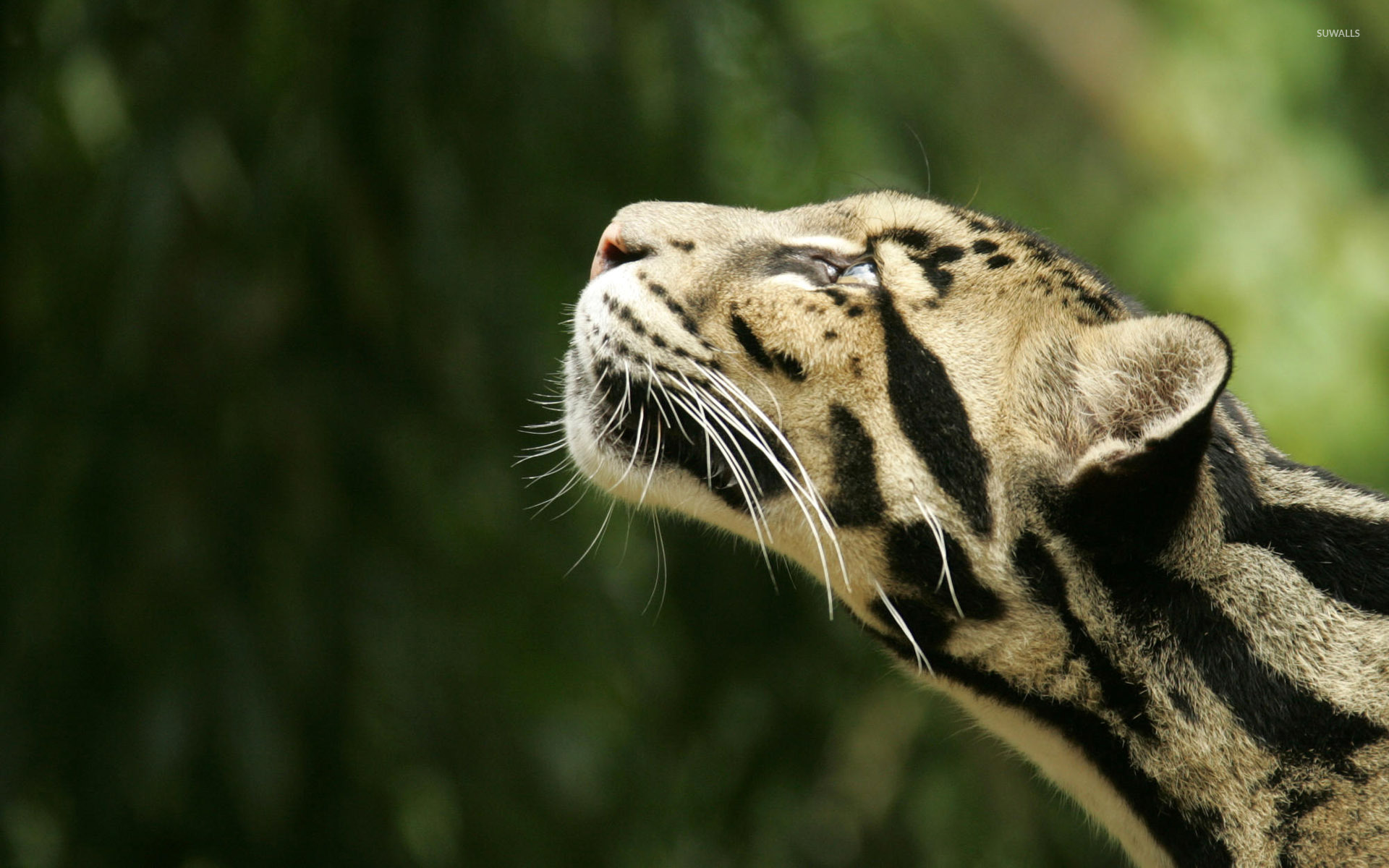 Clouded Leopard Wallpapers