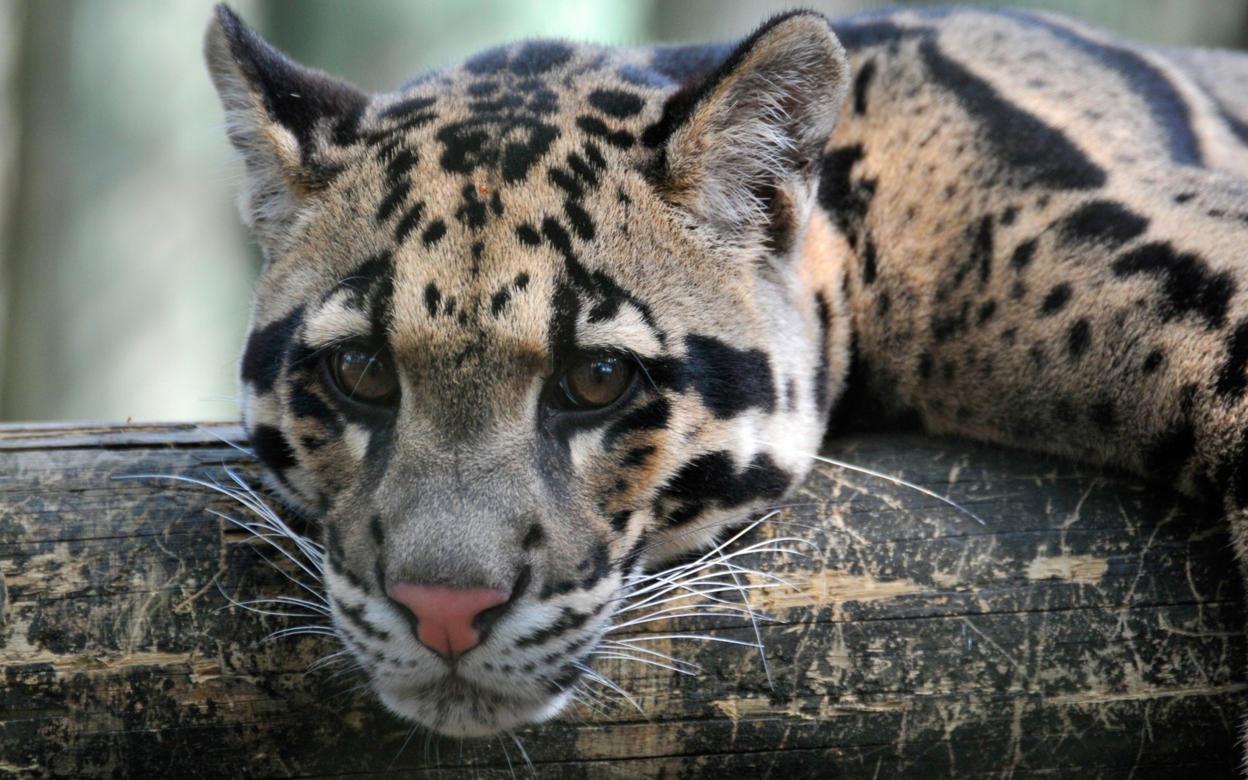 Clouded Leopard Wallpapers