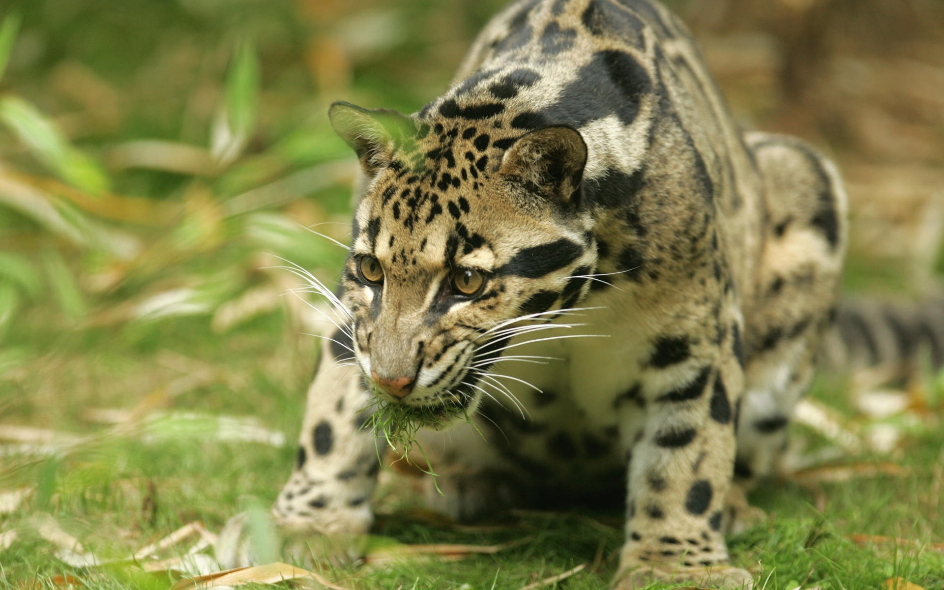 Clouded Leopard Wallpapers