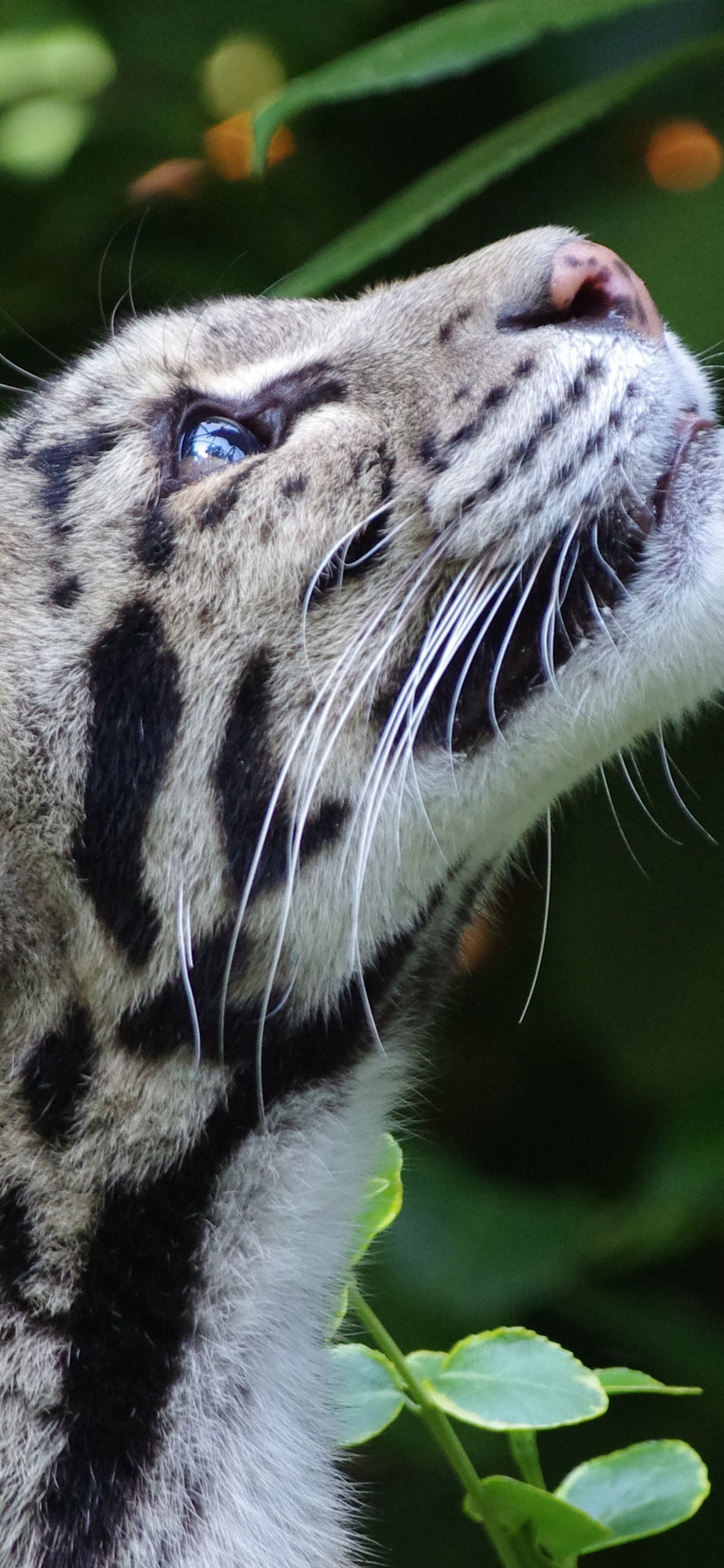 Clouded Leopard Wallpapers