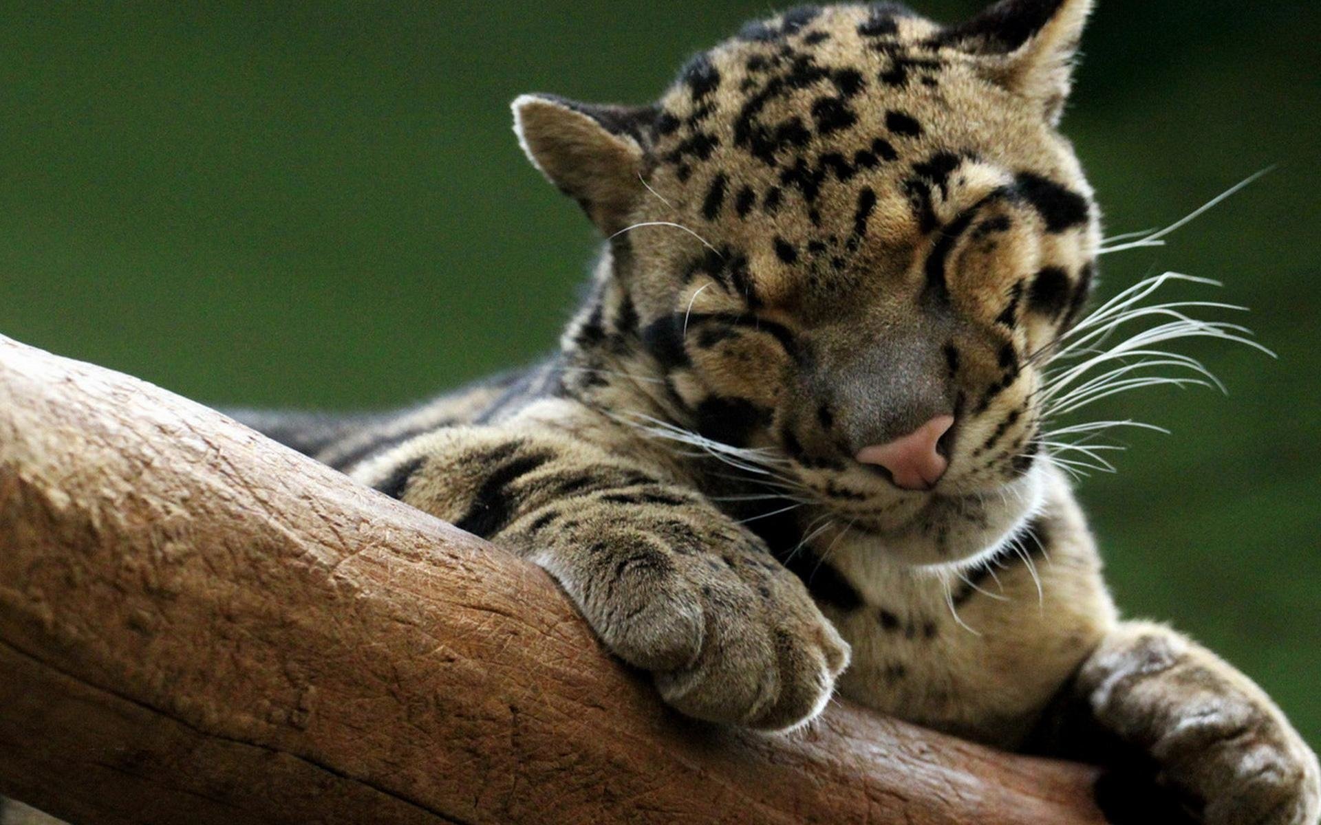 Clouded Leopard Wallpapers