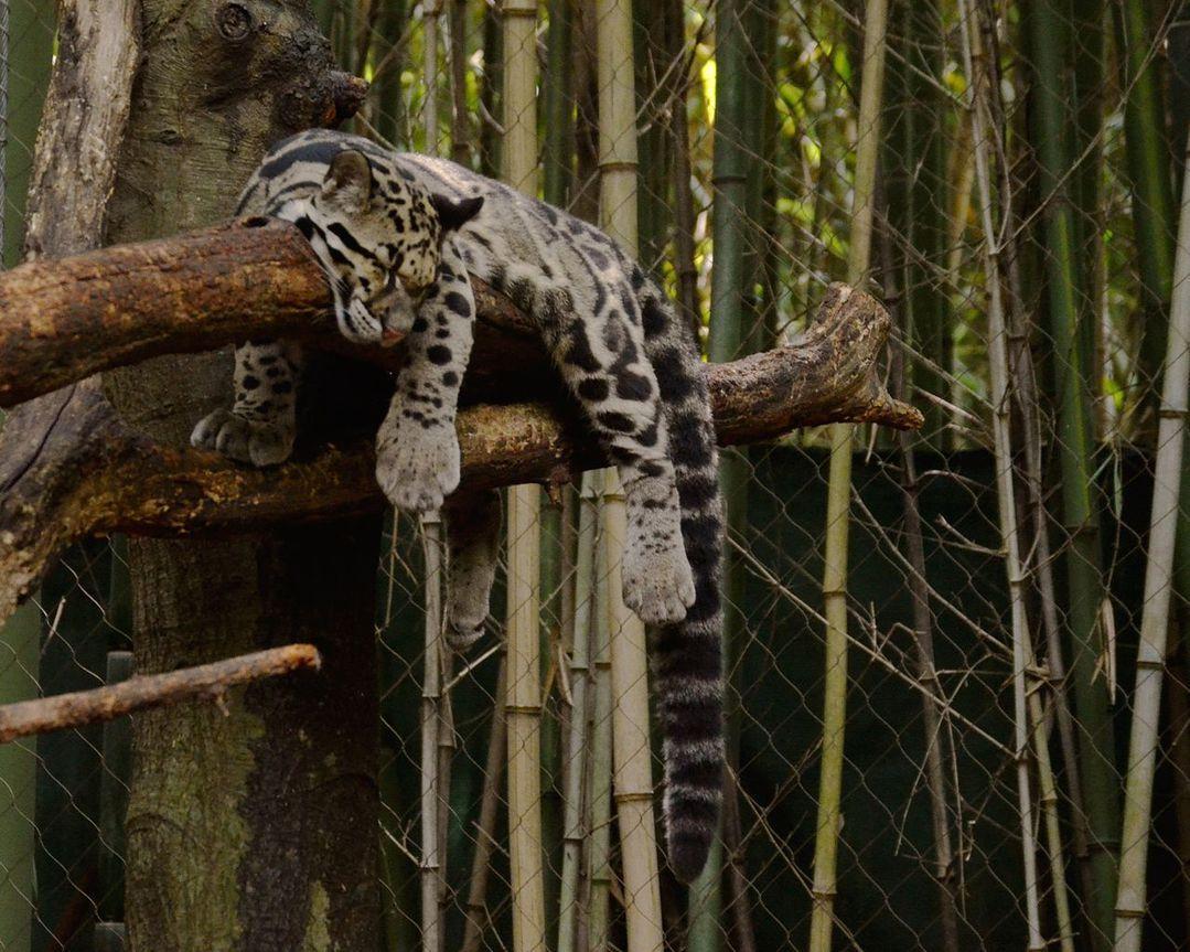 Clouded Leopard Wallpapers