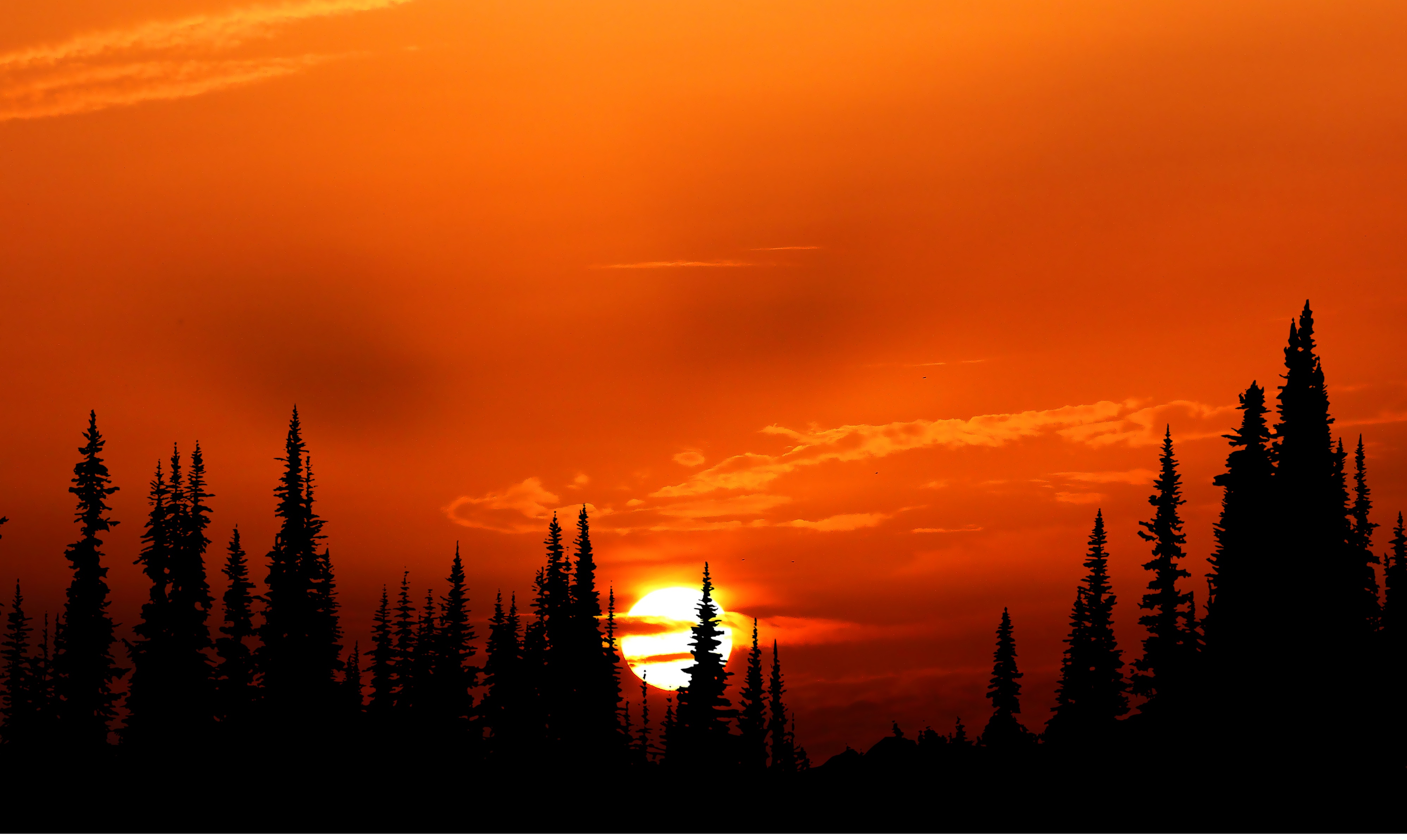 Cloudy Orange Sunset In Forest Wallpapers