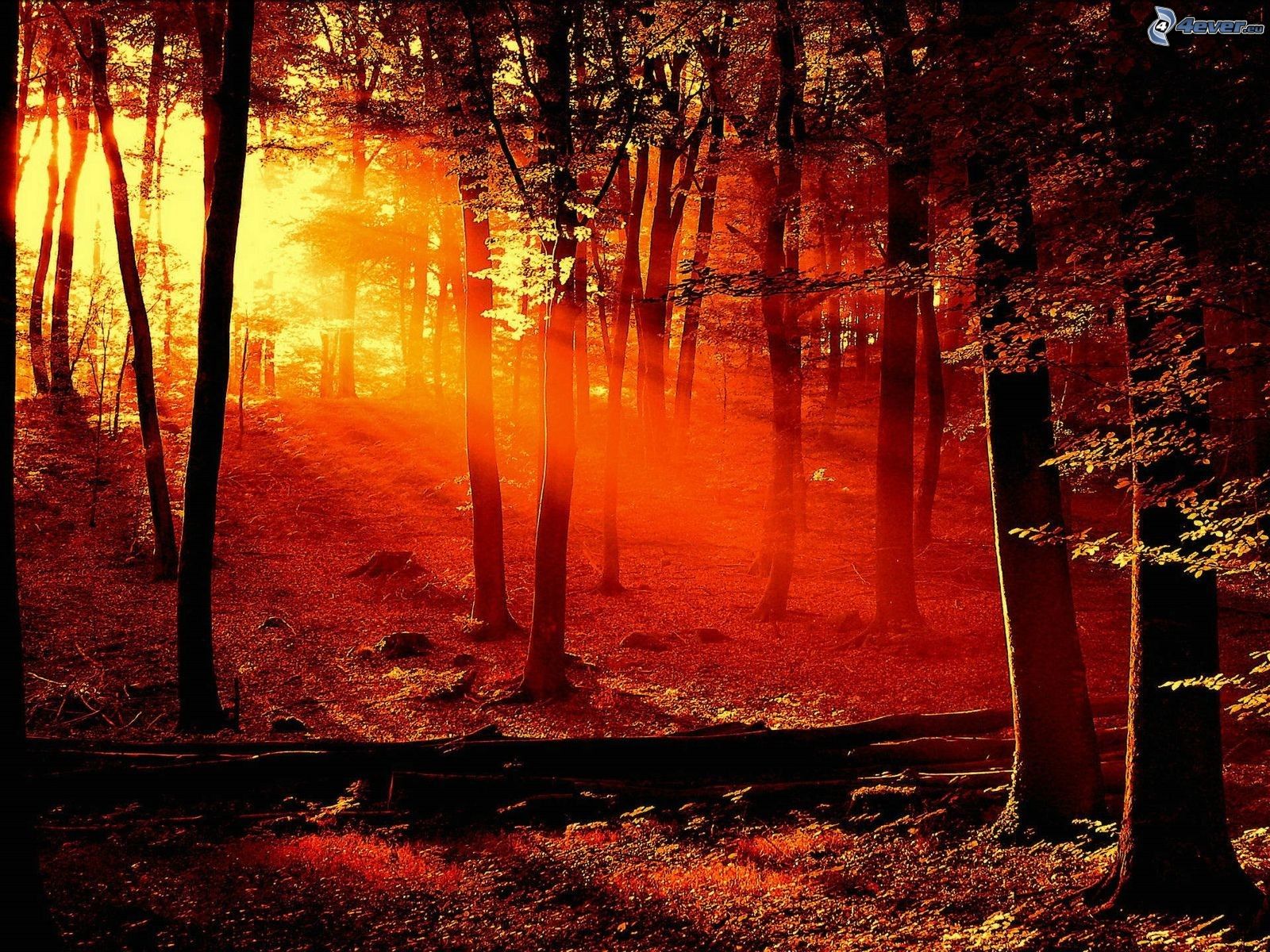 Cloudy Orange Sunset In Forest Wallpapers