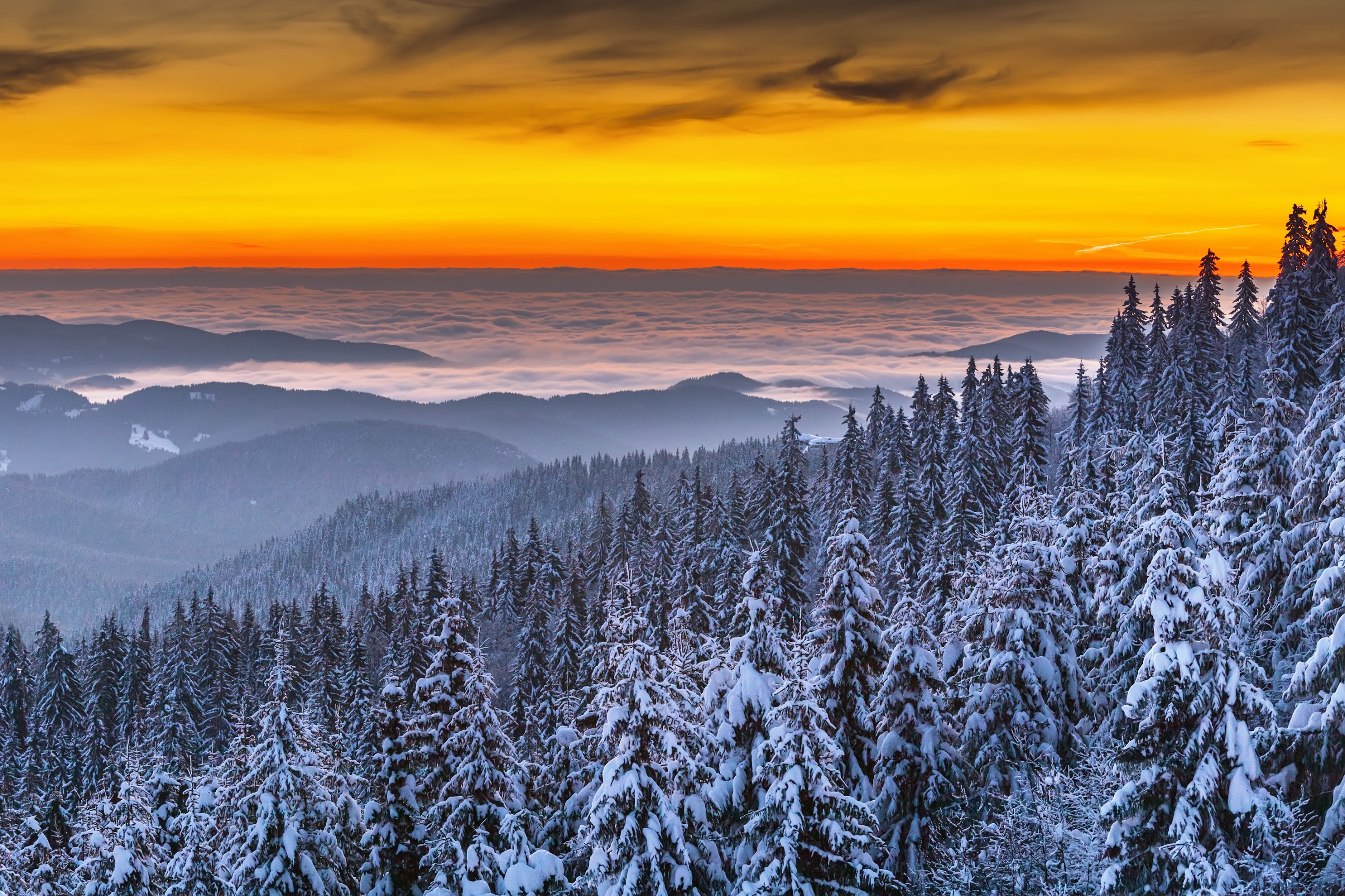 Cloudy Orange Sunset In Forest Wallpapers