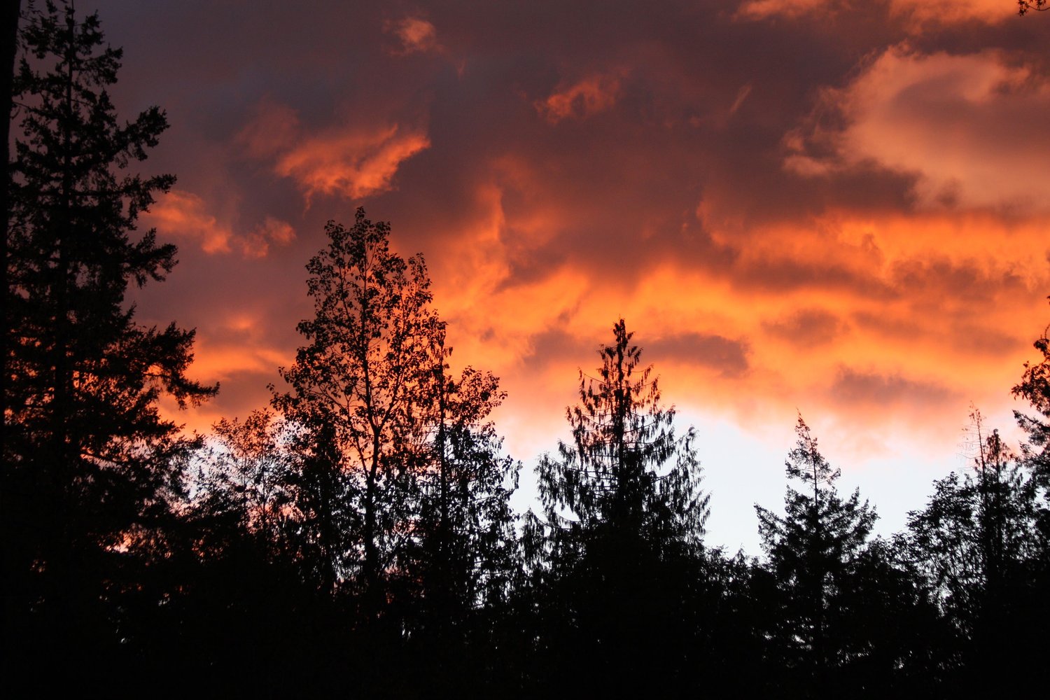 Cloudy Orange Sunset In Forest Wallpapers