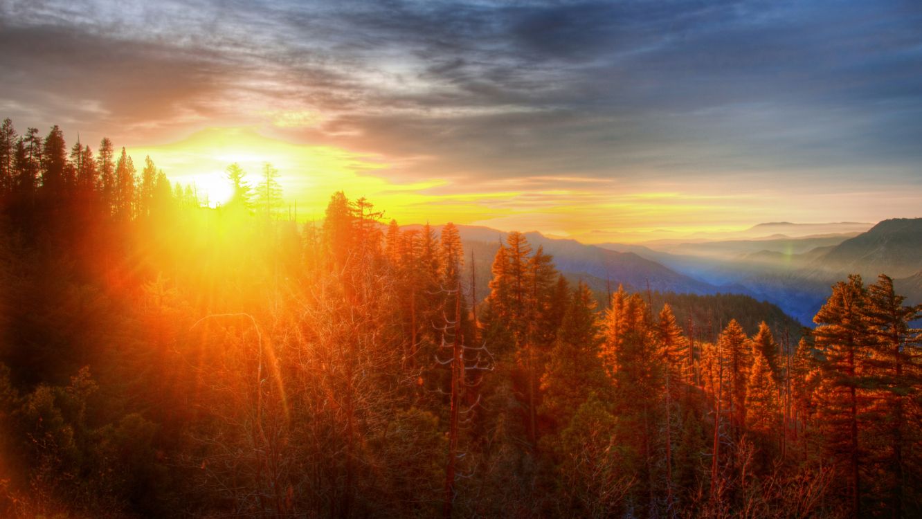 Cloudy Orange Sunset In Forest Wallpapers