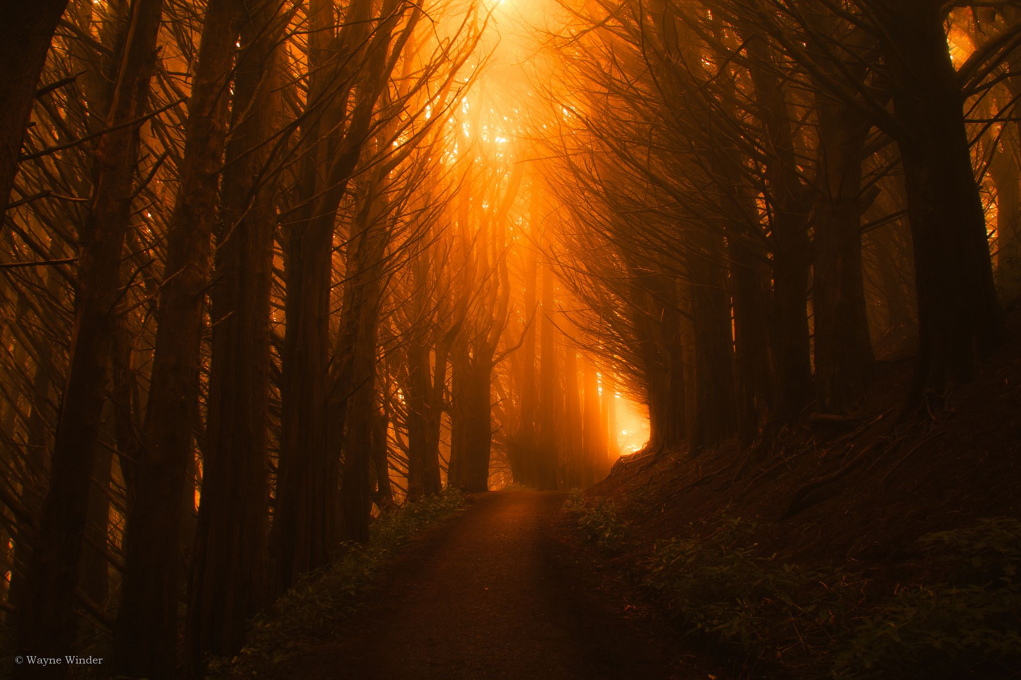 Cloudy Orange Sunset In Forest Wallpapers