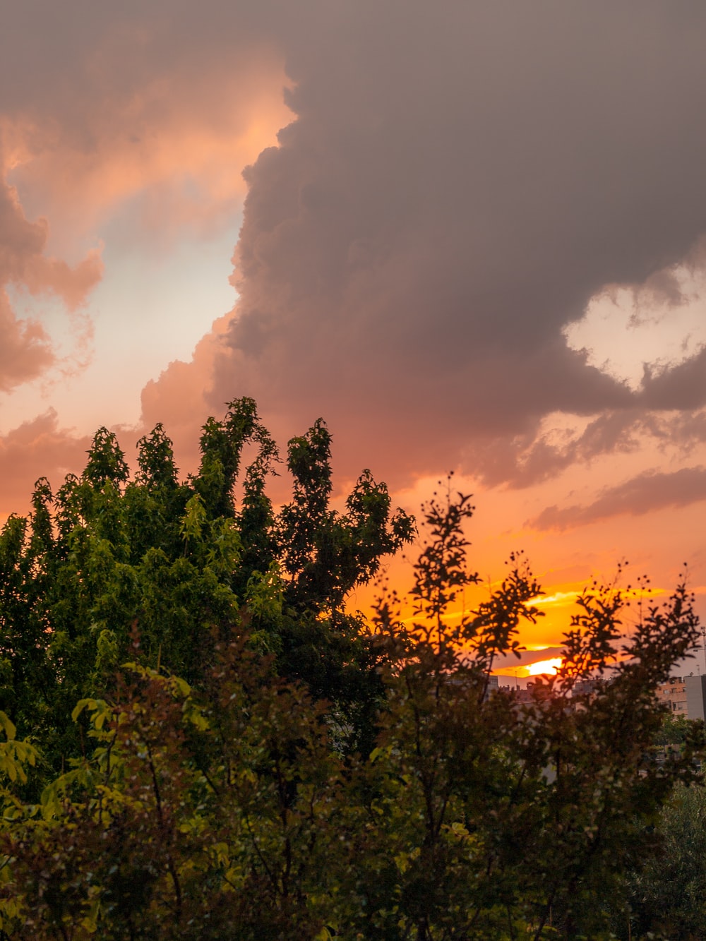 Cloudy Orange Sunset In Forest Wallpapers