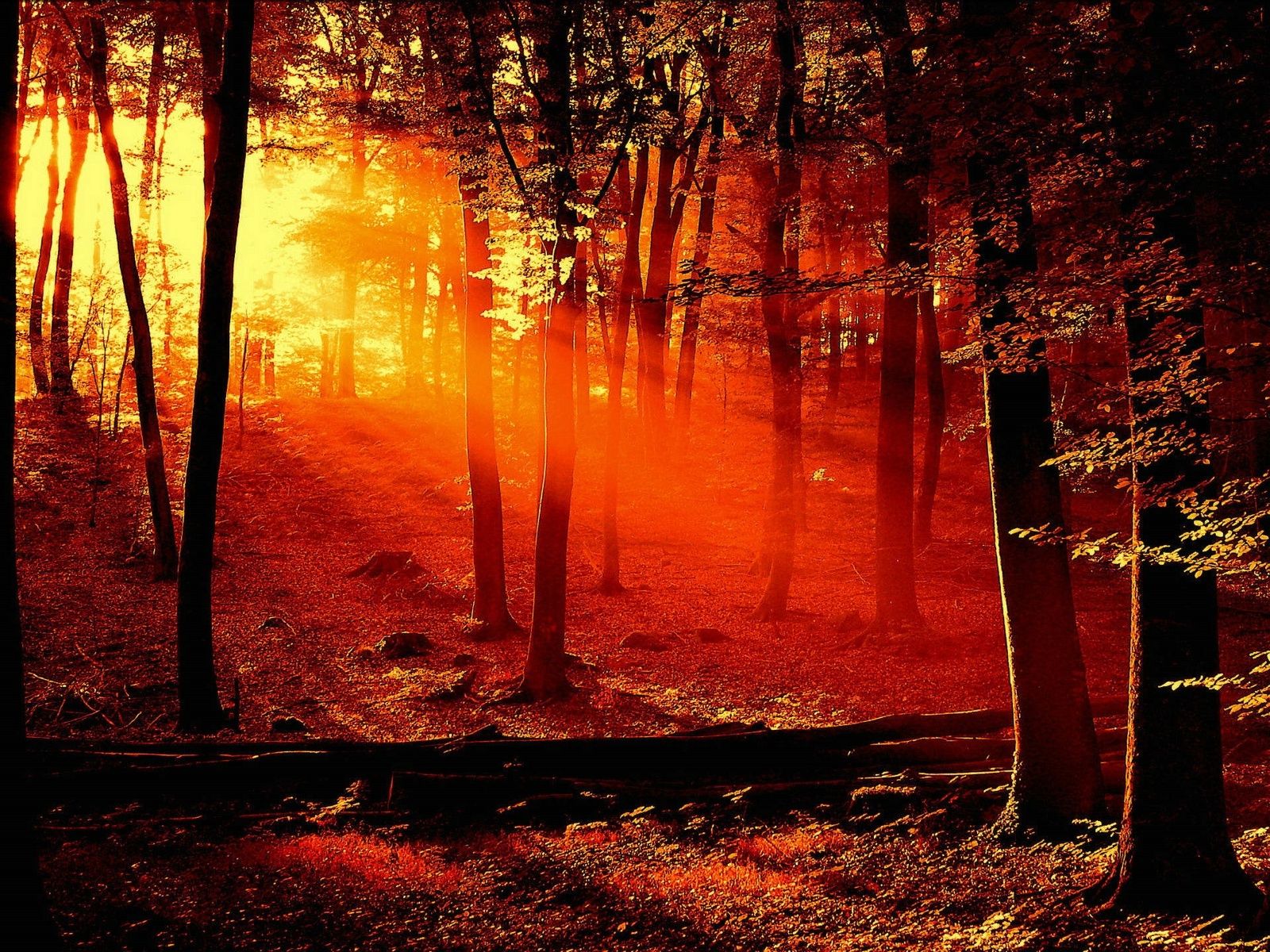 Cloudy Orange Sunset In Forest Wallpapers