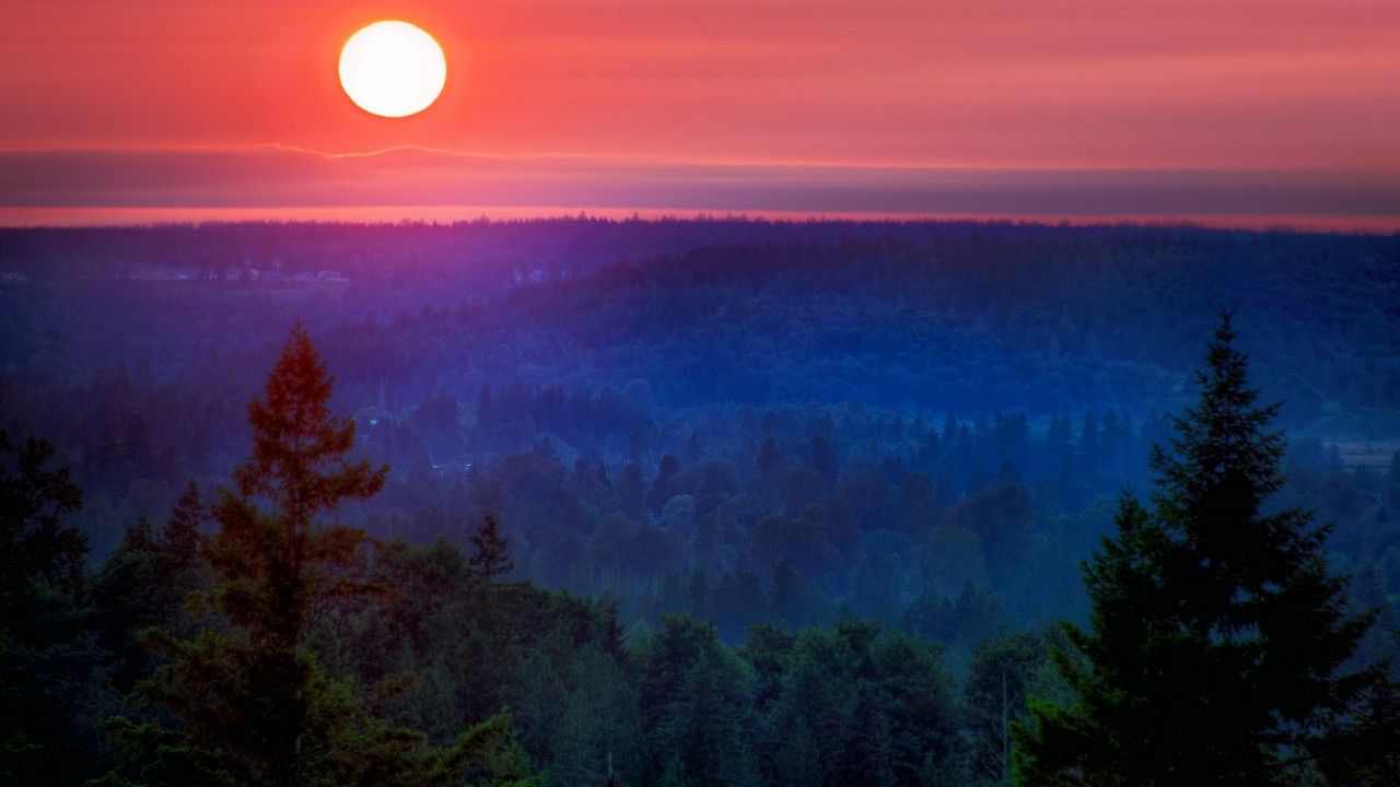 Cloudy Orange Sunset In Forest Wallpapers