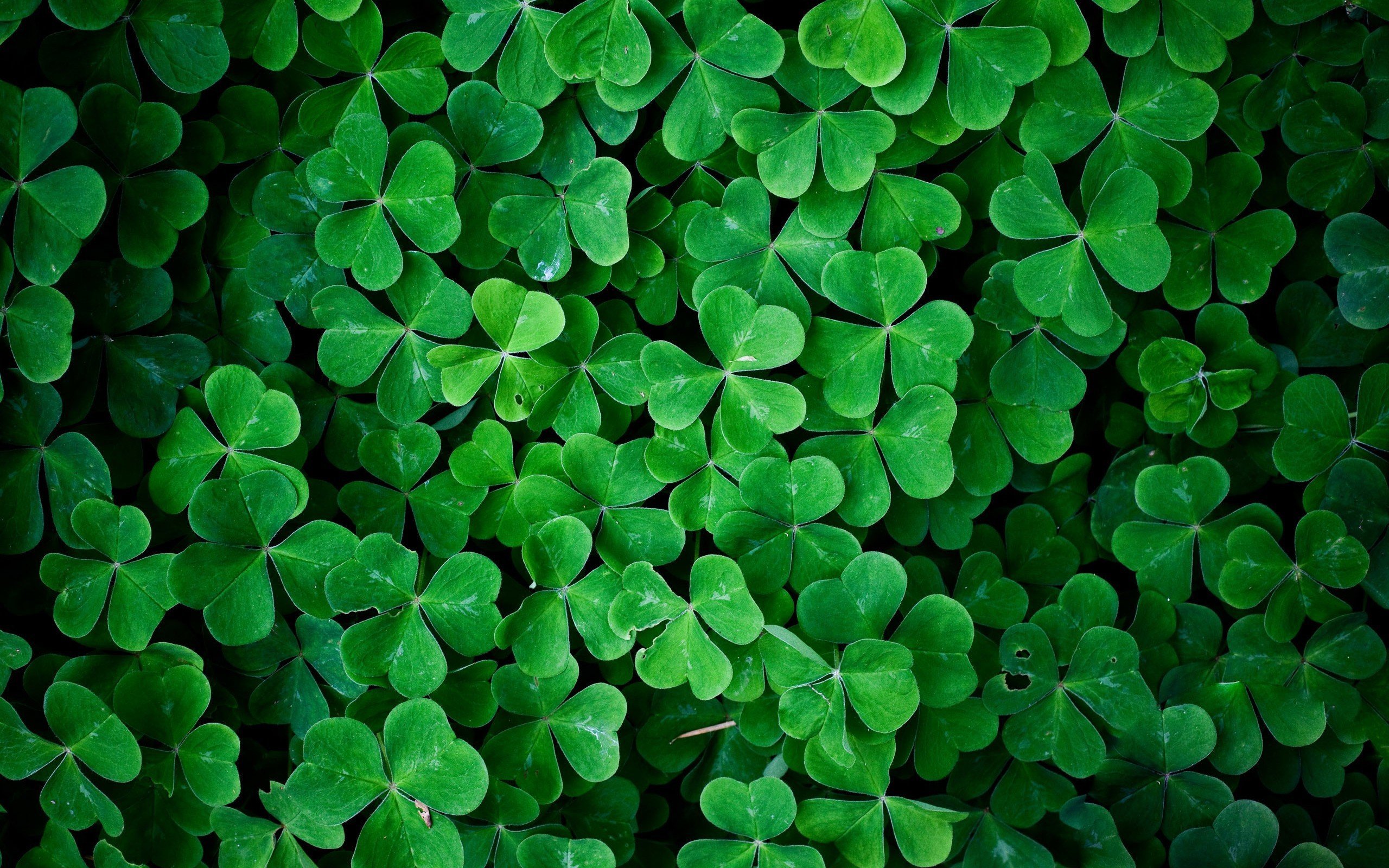 Clover Wallpapers