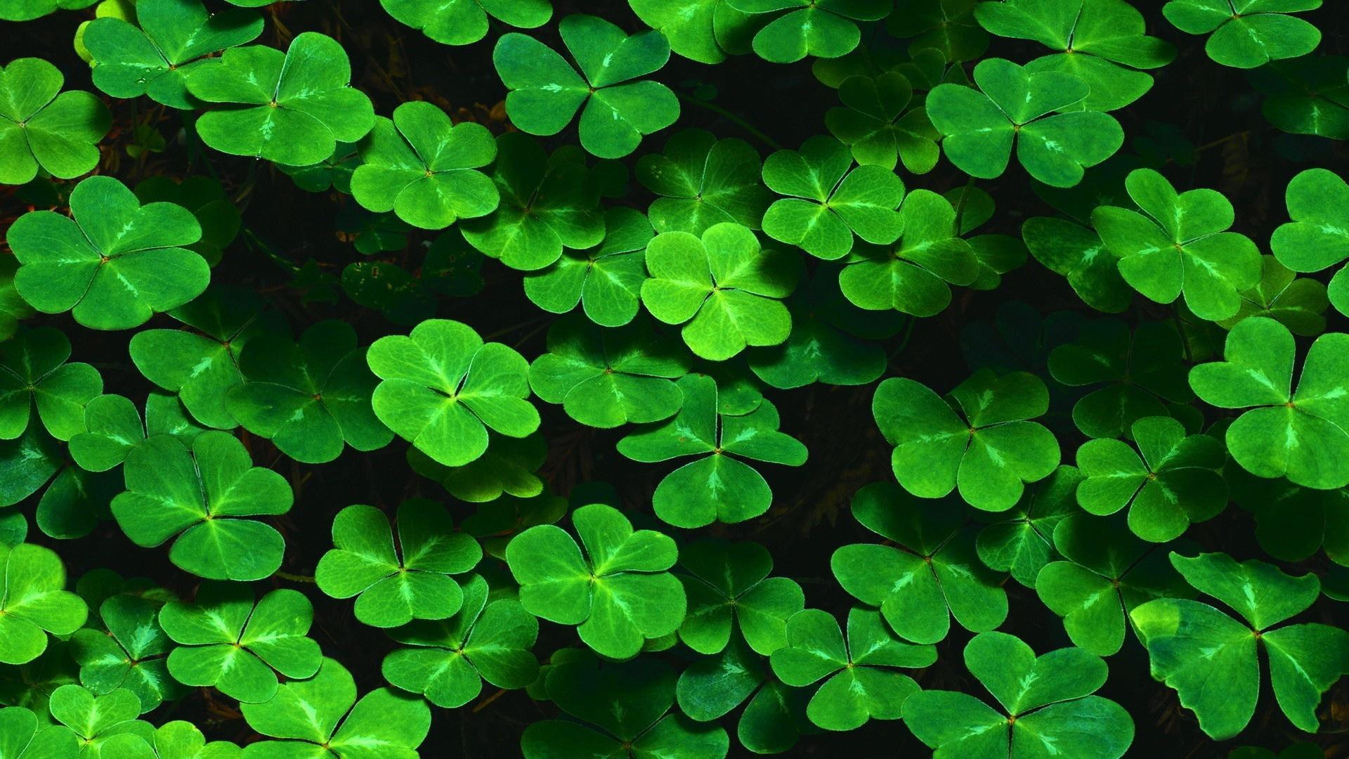 Clover Wallpapers