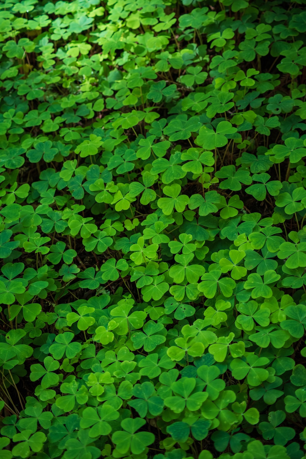 Clover Wallpapers