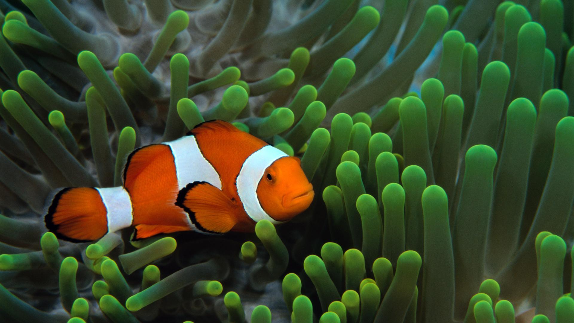 Clownfish Wallpapers