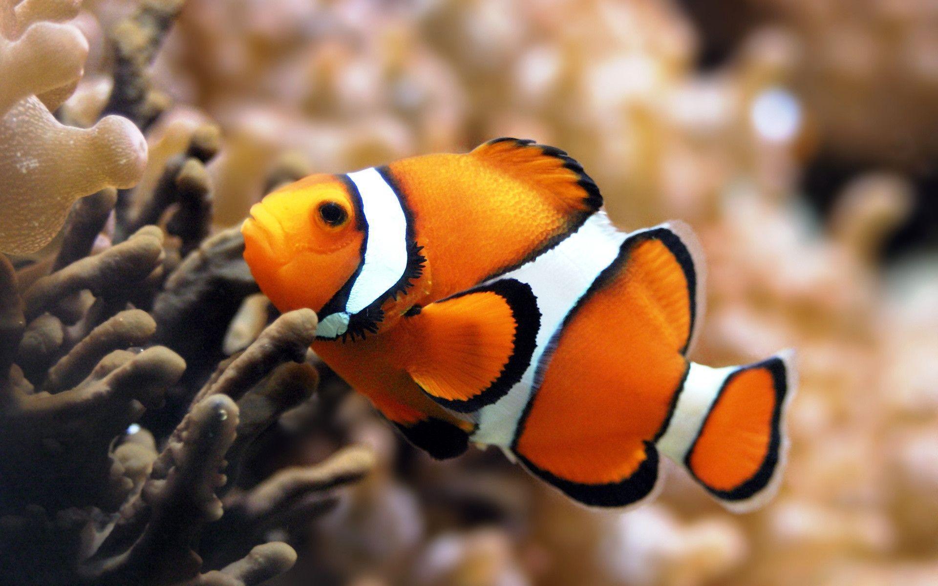 Clownfish Wallpapers