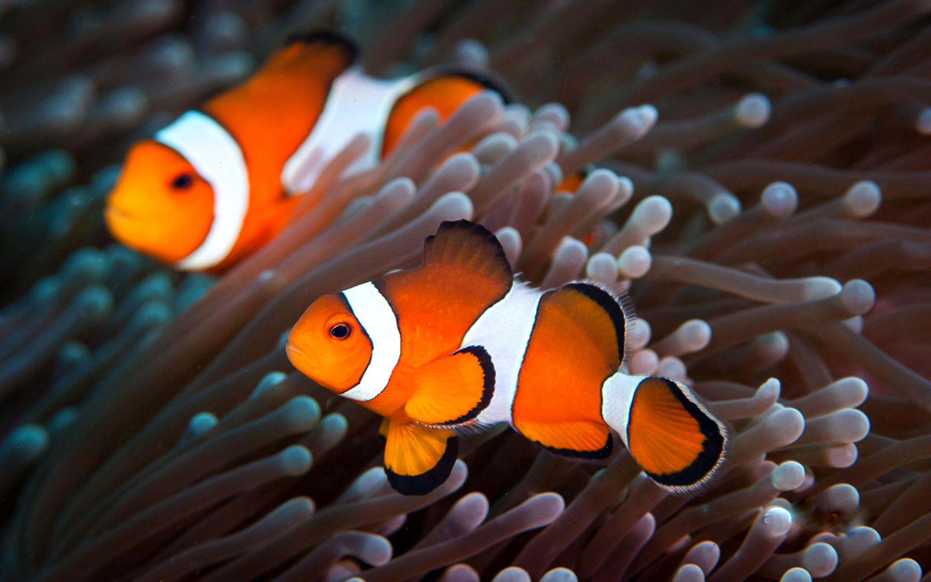 Clownfish Wallpapers