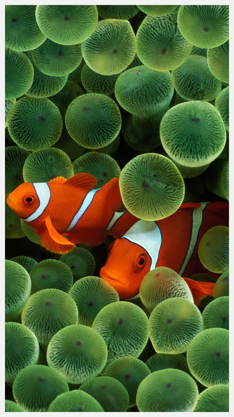 Clownfish Wallpapers