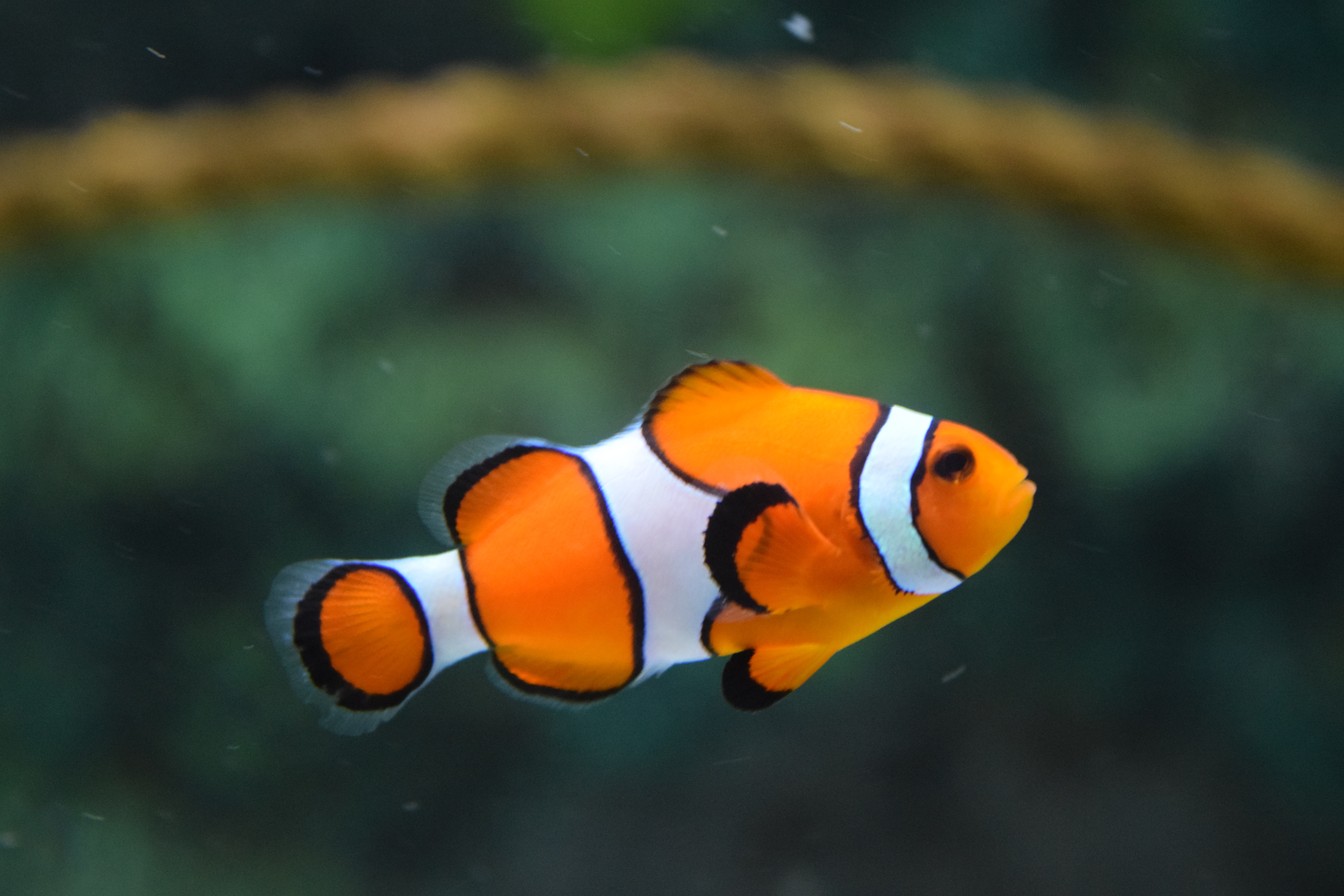 Clownfish Wallpapers