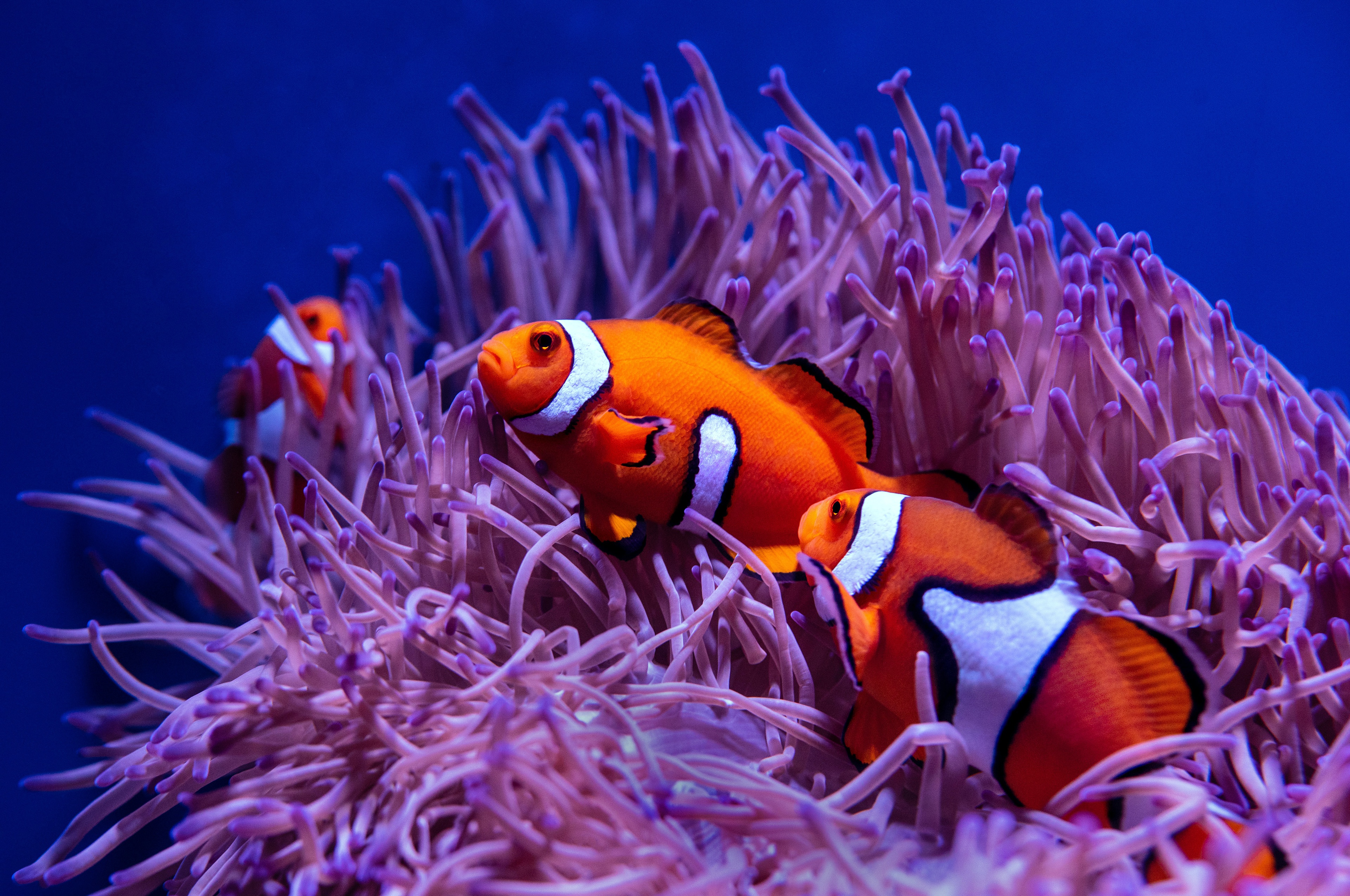 Clownfish Wallpapers