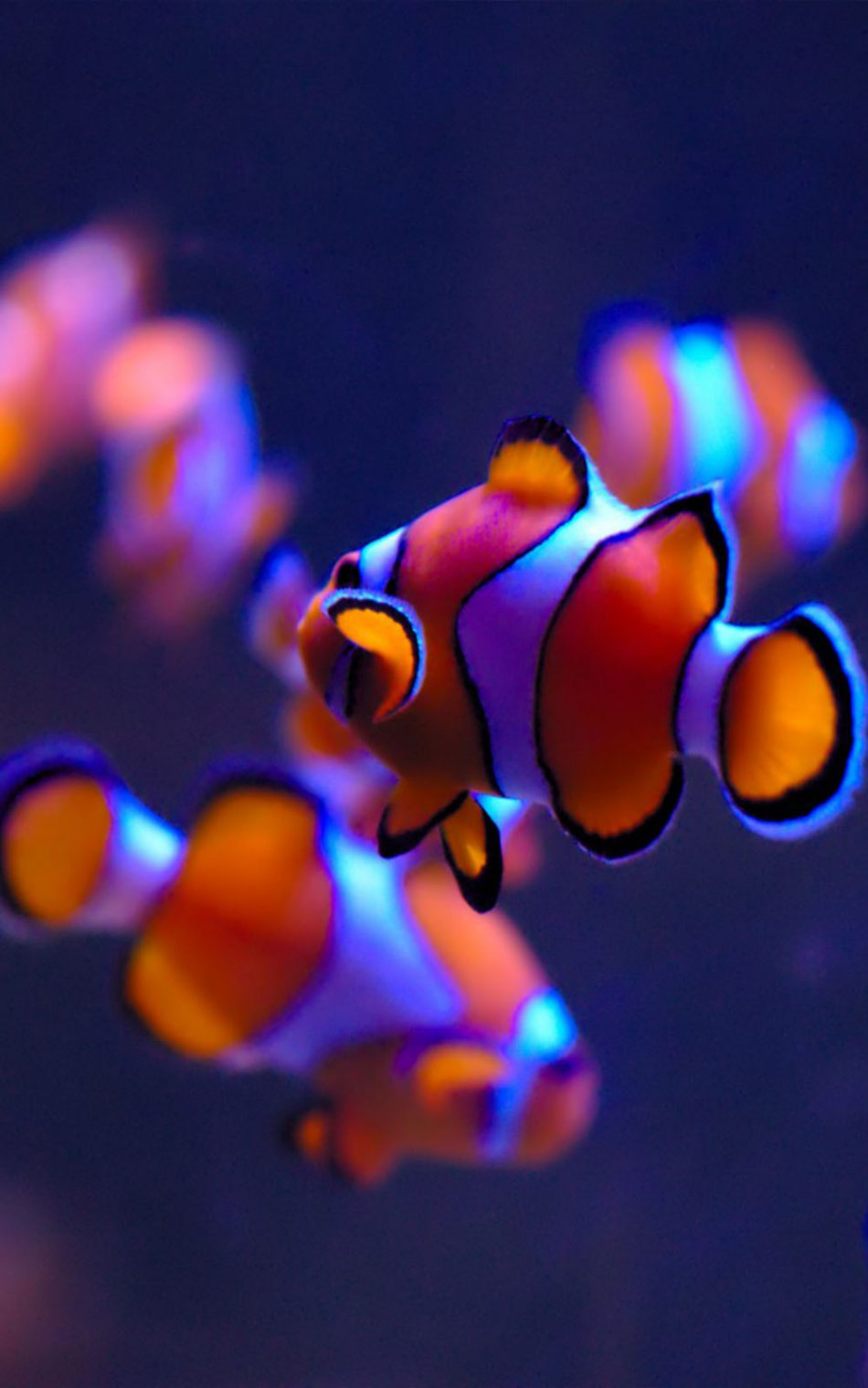 Clownfish Wallpapers