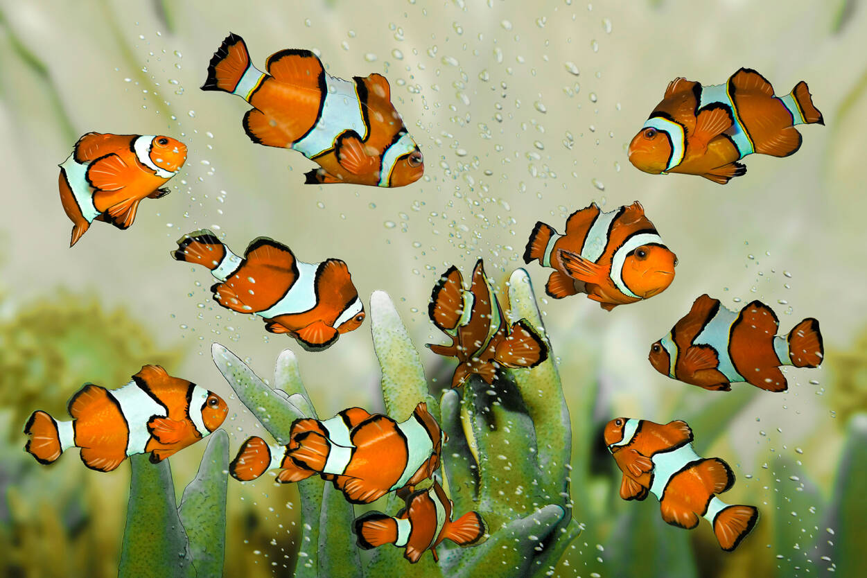 Clownfish Wallpapers