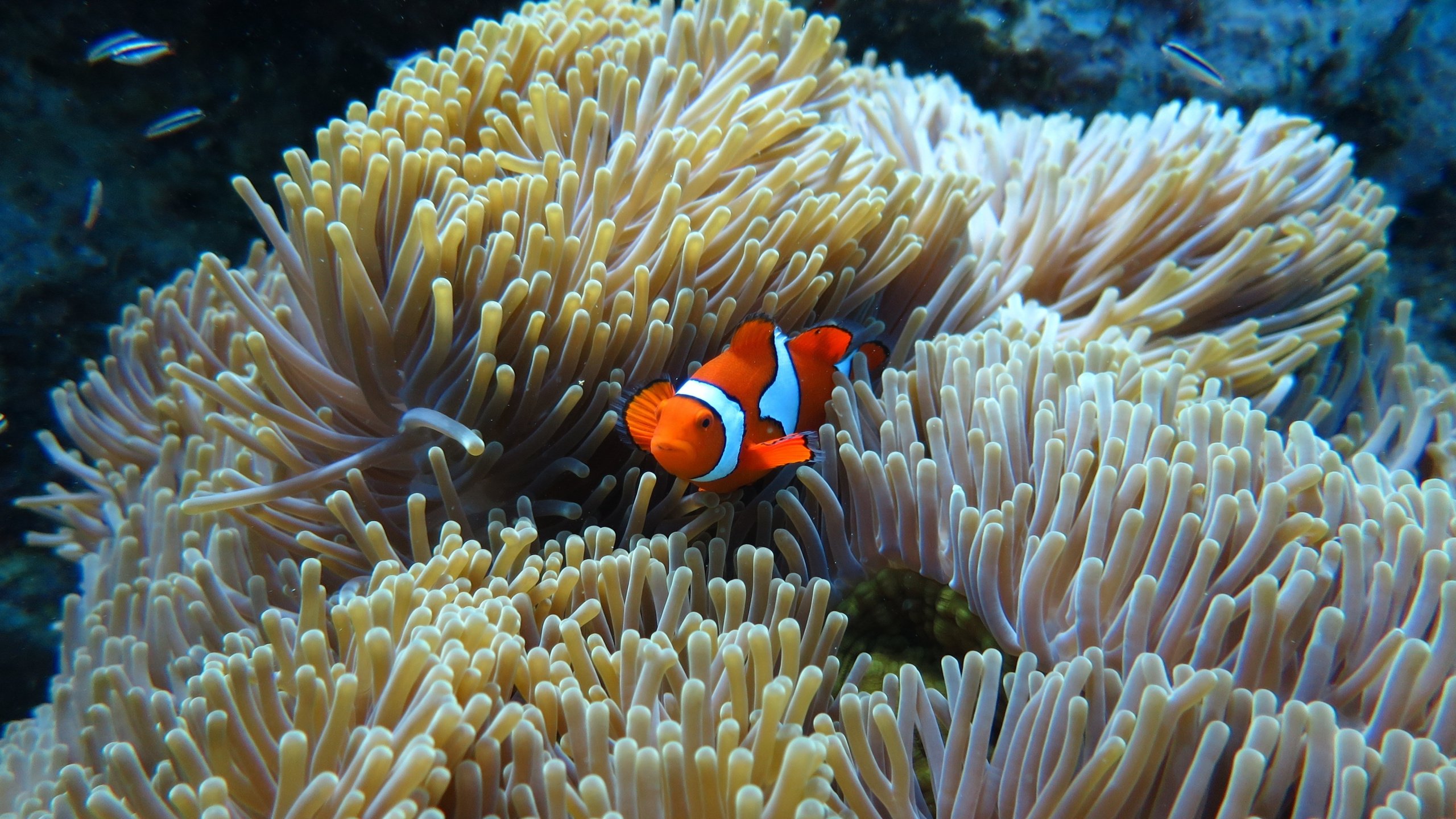 Clownfish Wallpapers