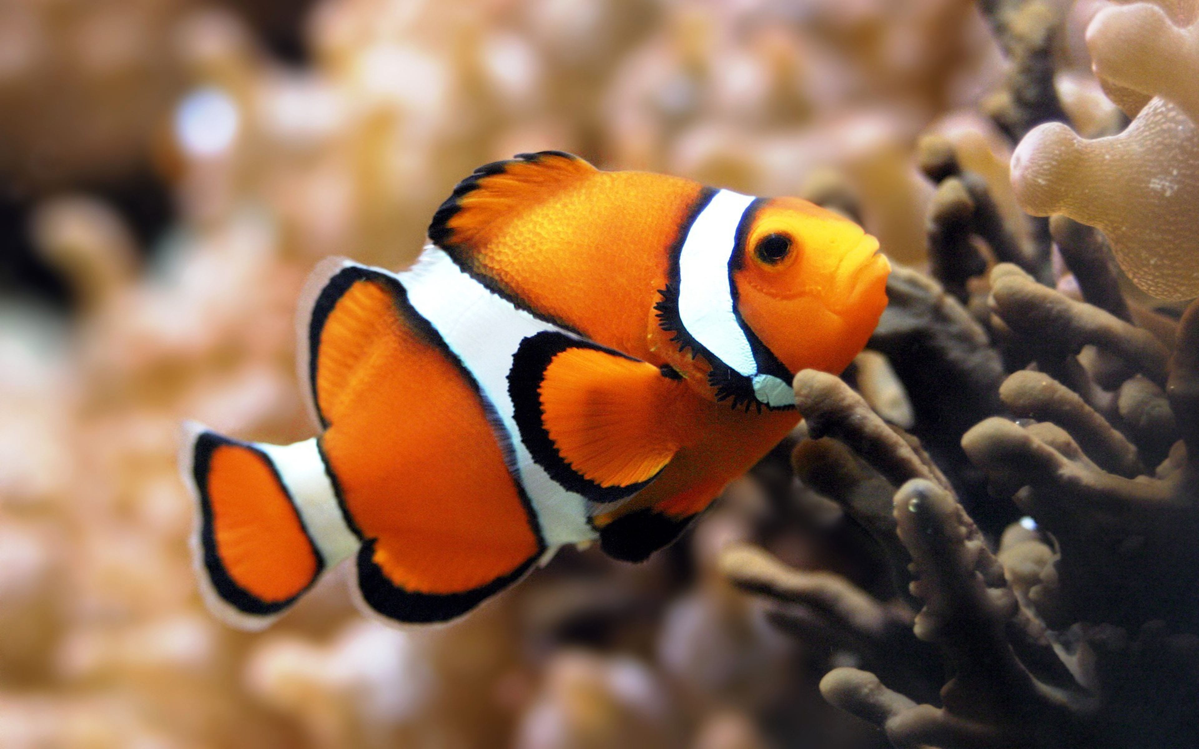 Clownfish Wallpapers