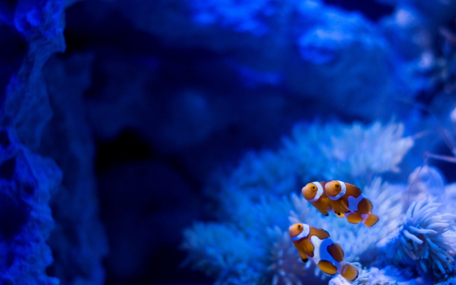 Clownfish Wallpapers