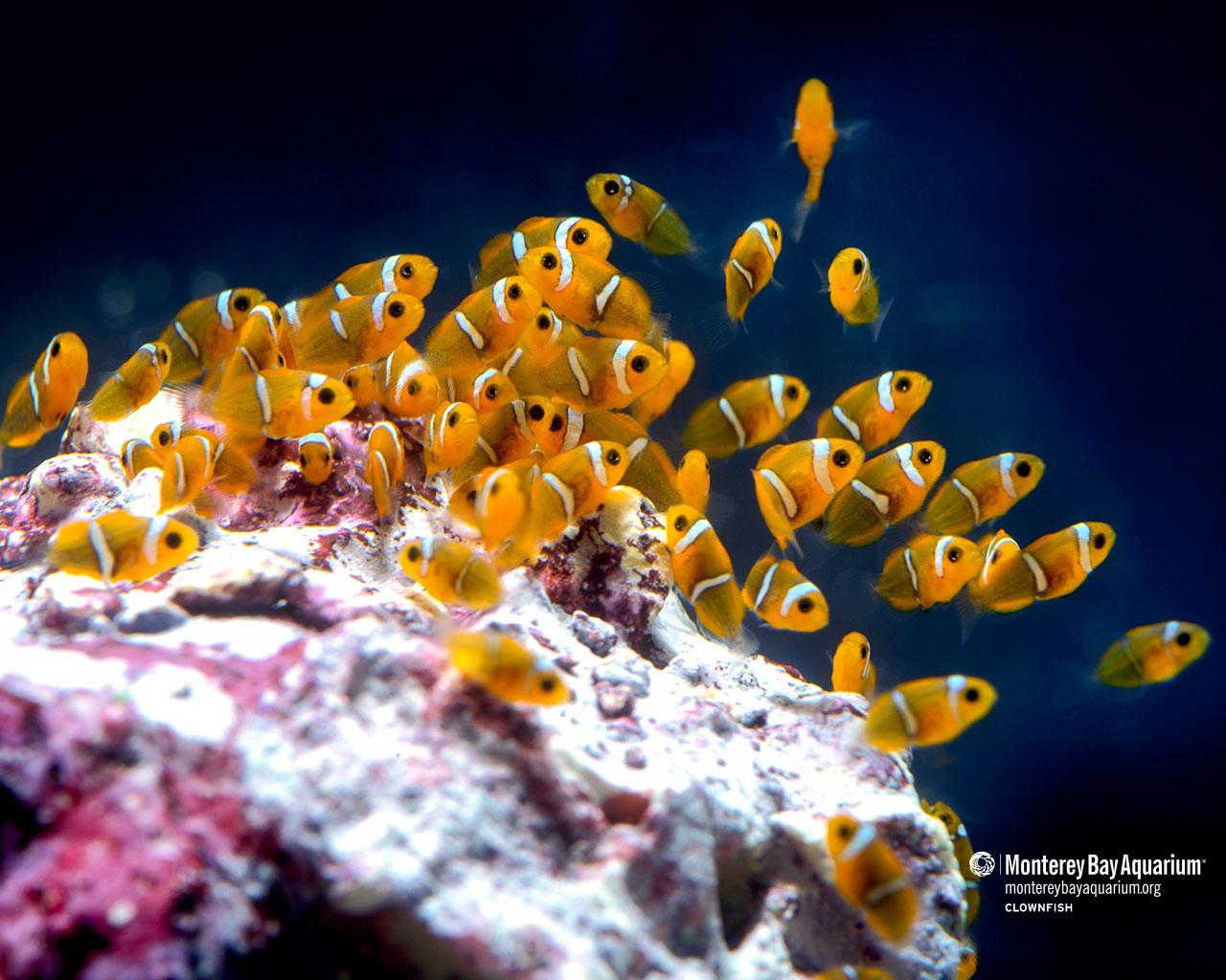 Clownfish Wallpapers