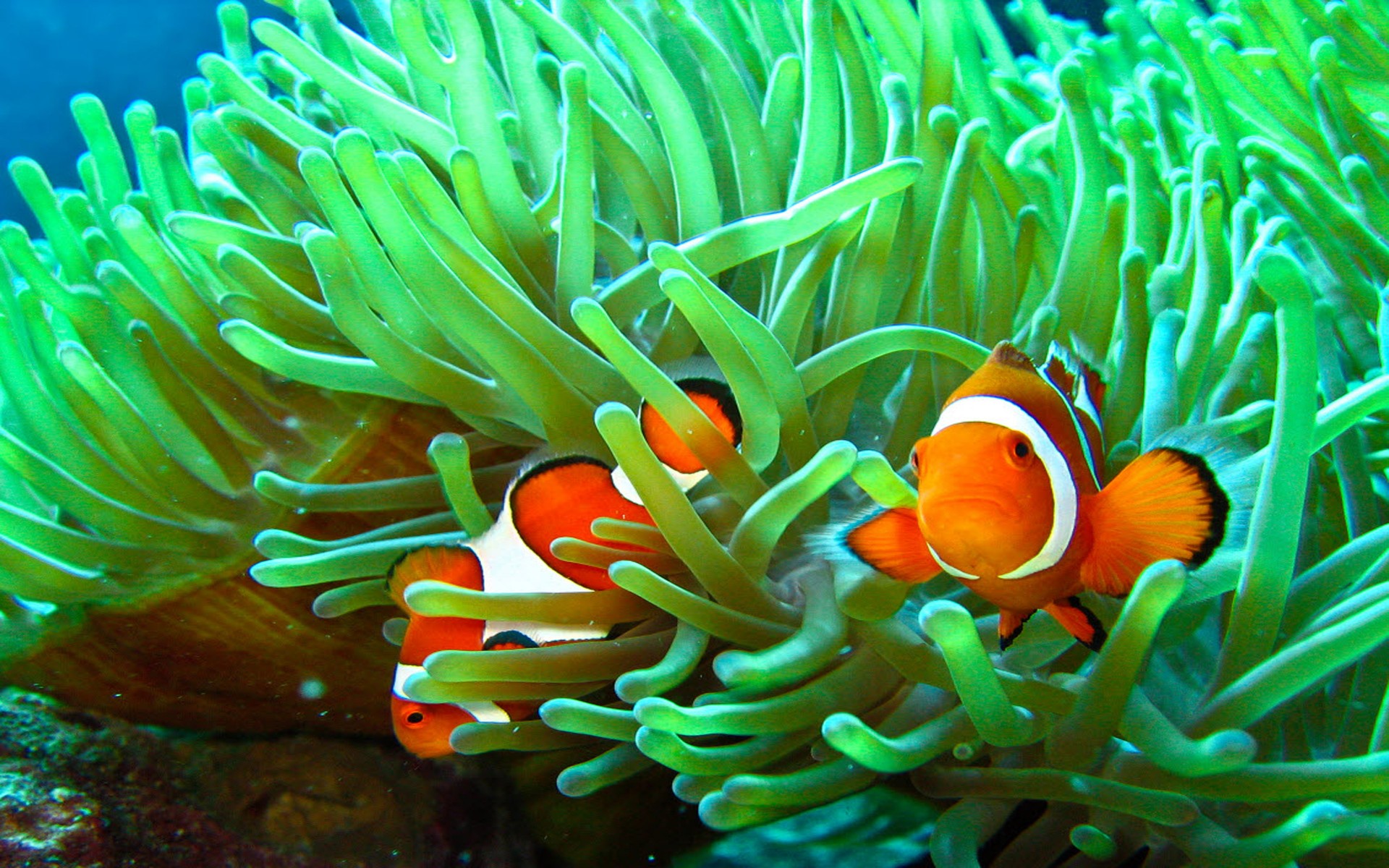 Clownfish Wallpapers