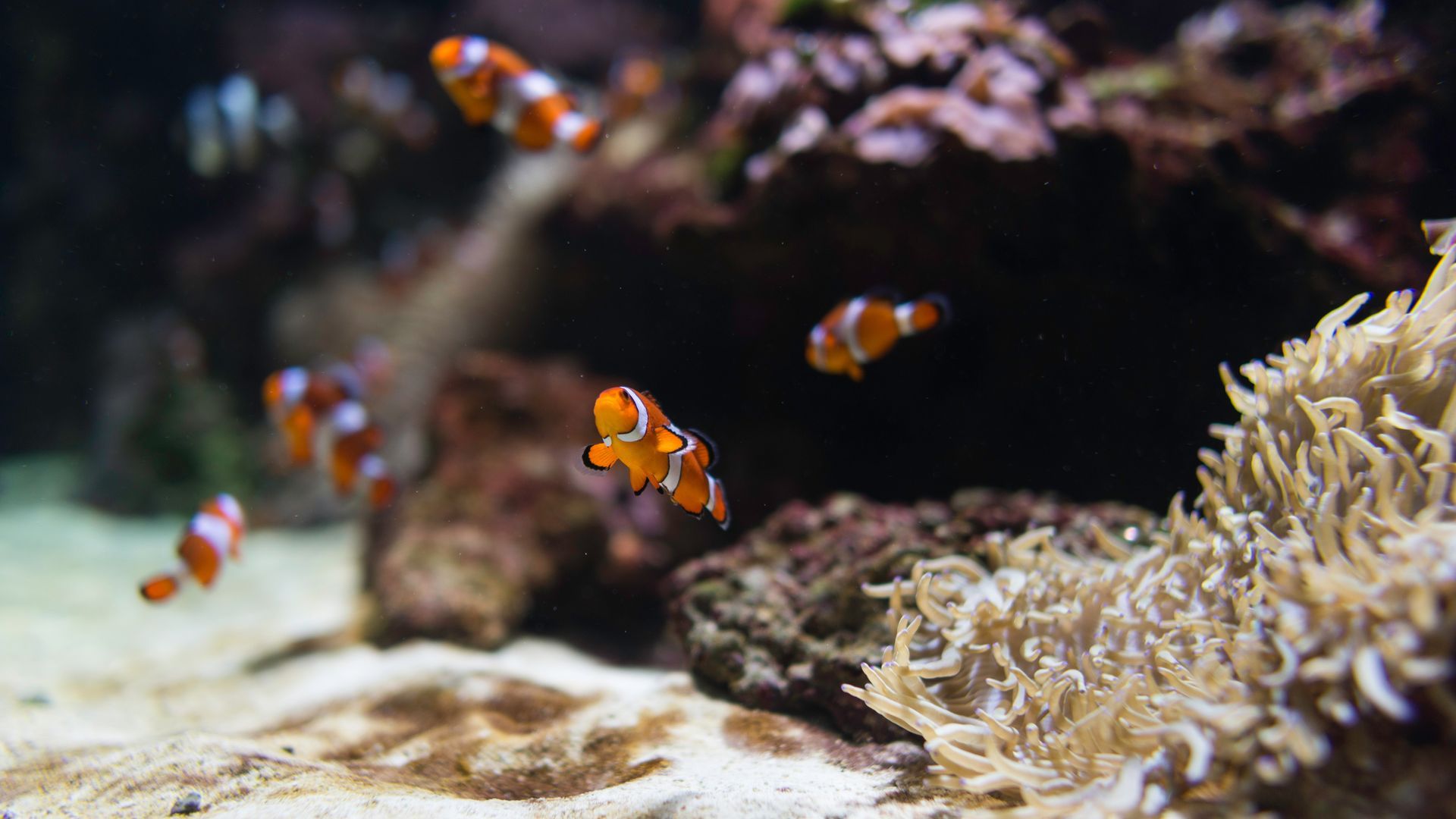 Clownfish Wallpapers