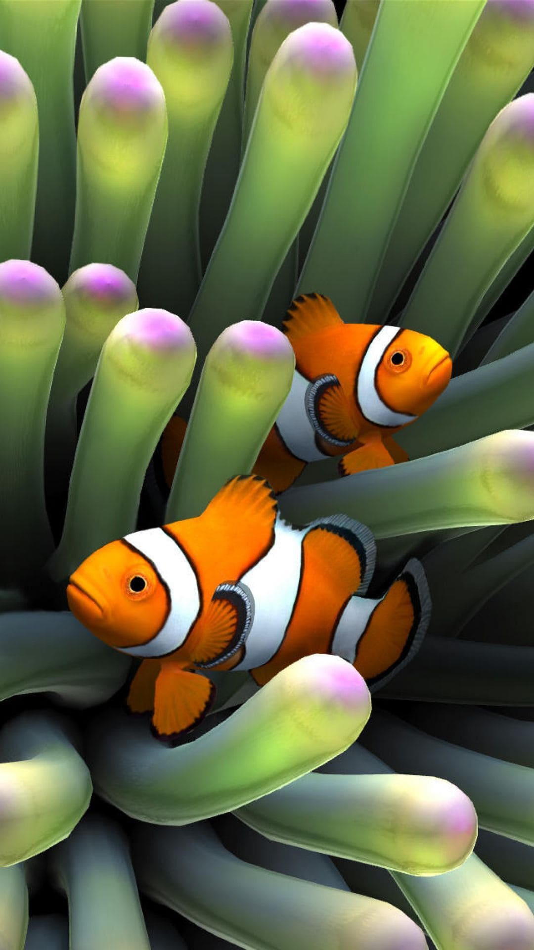 Clownfish Wallpapers