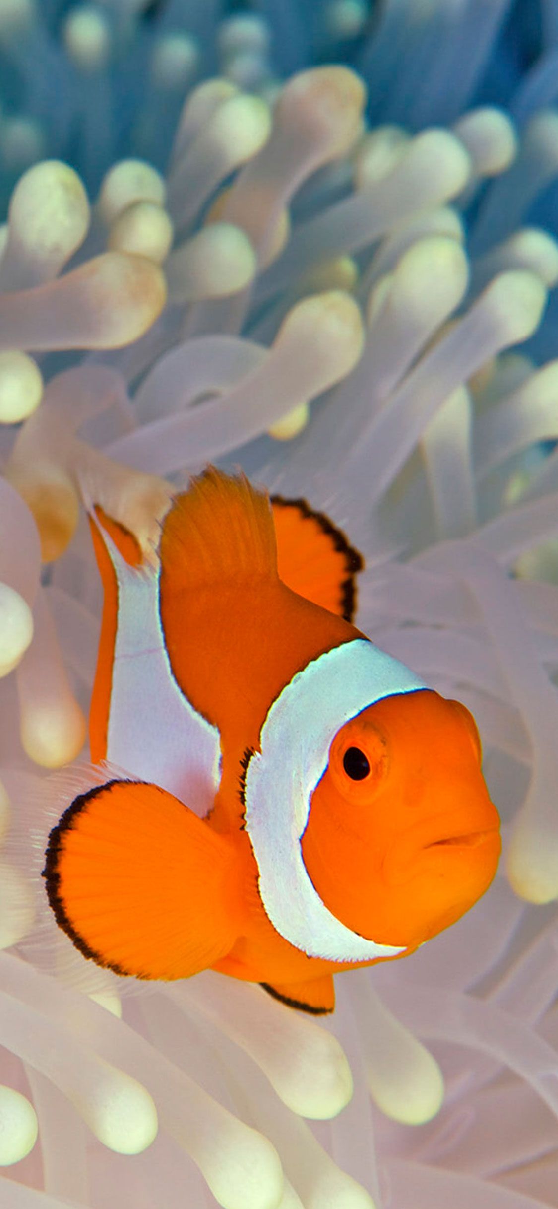 Clownfish Wallpapers