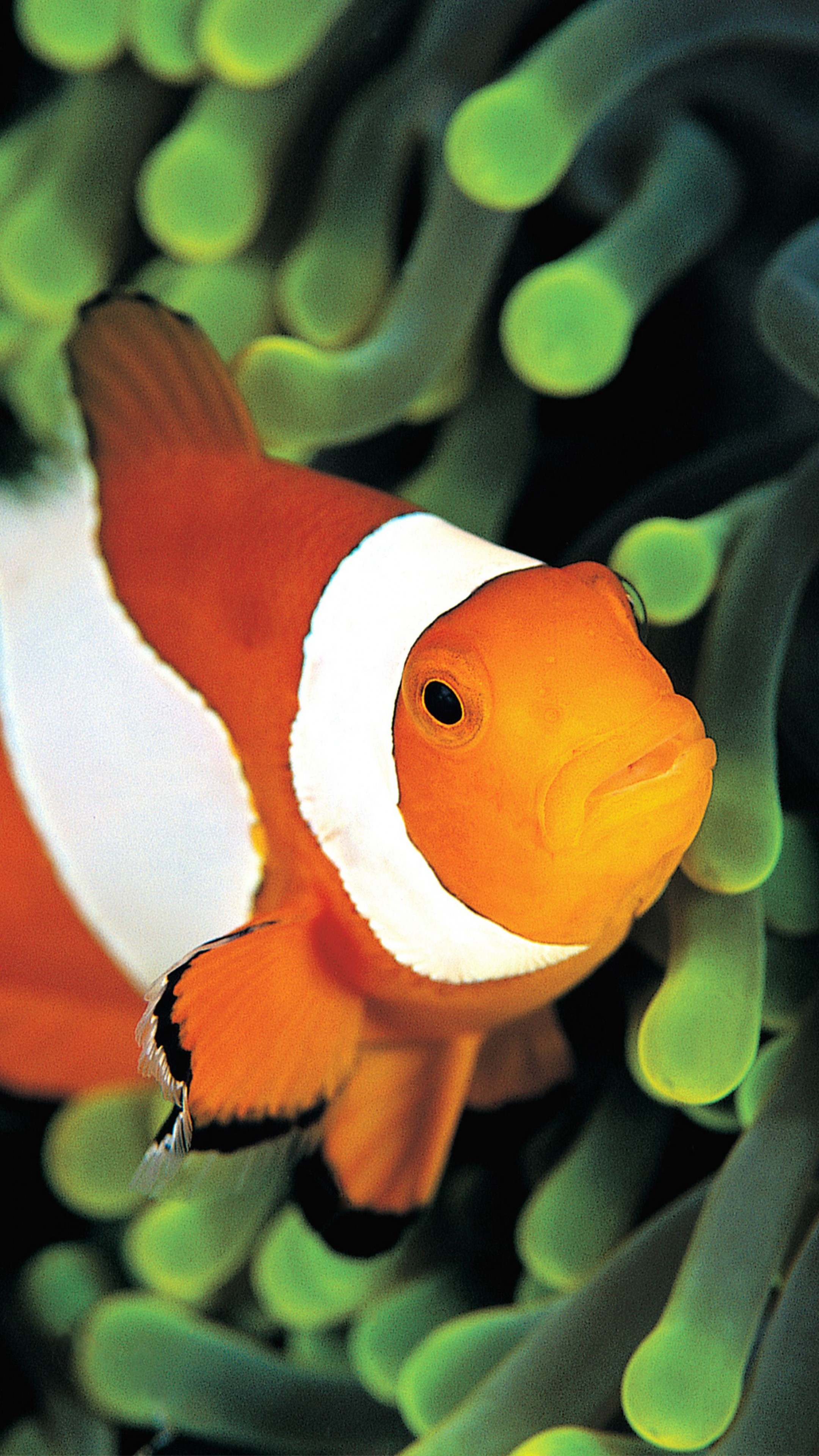 Clownfish Wallpapers