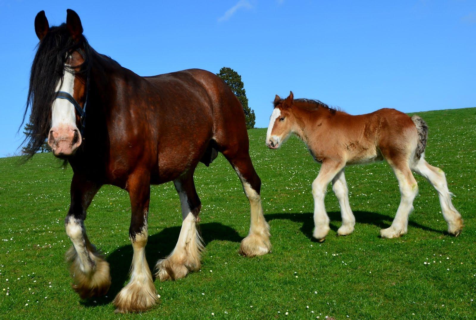 Clydesdale Wallpapers