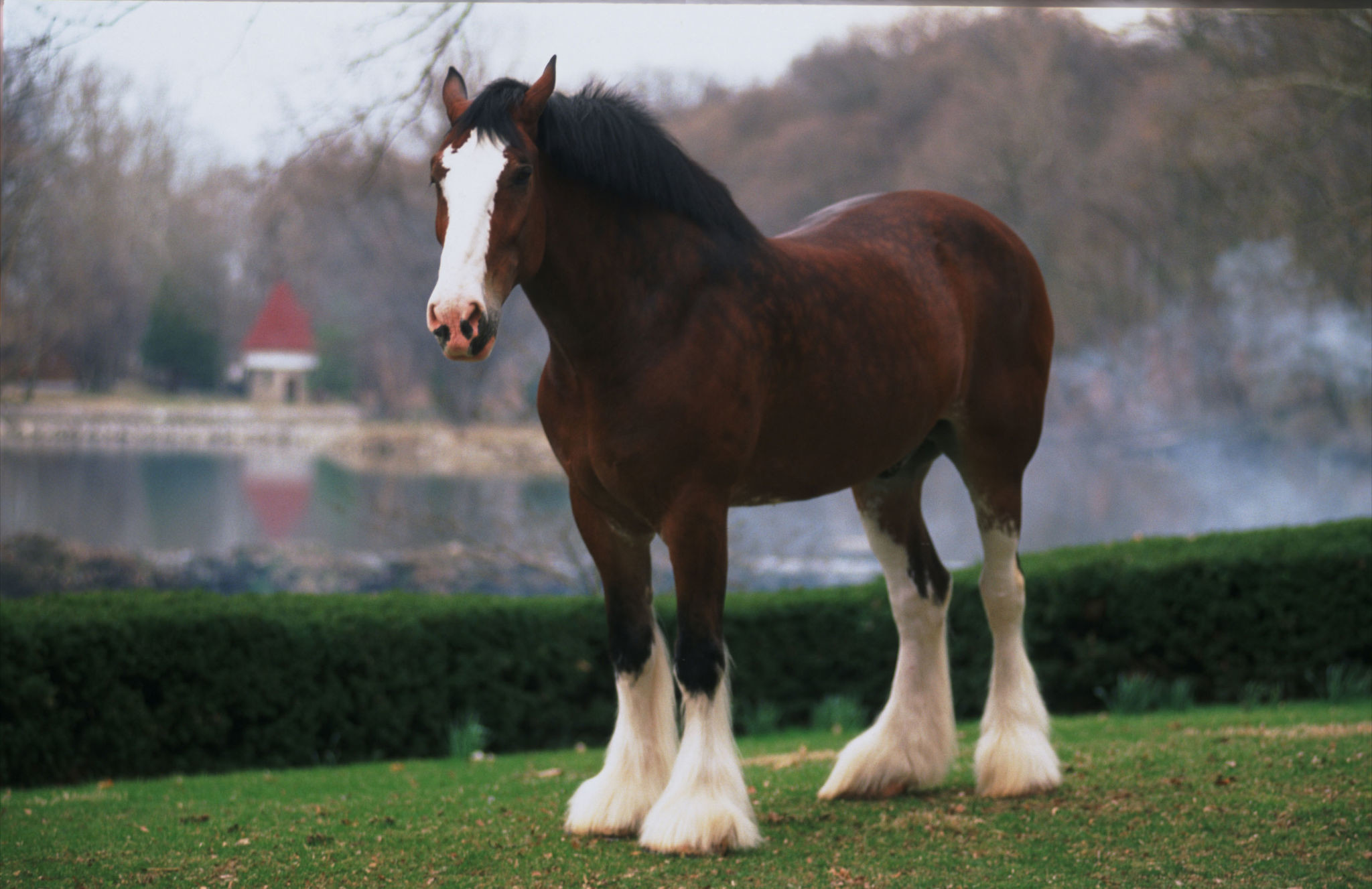 Clydesdale Wallpapers