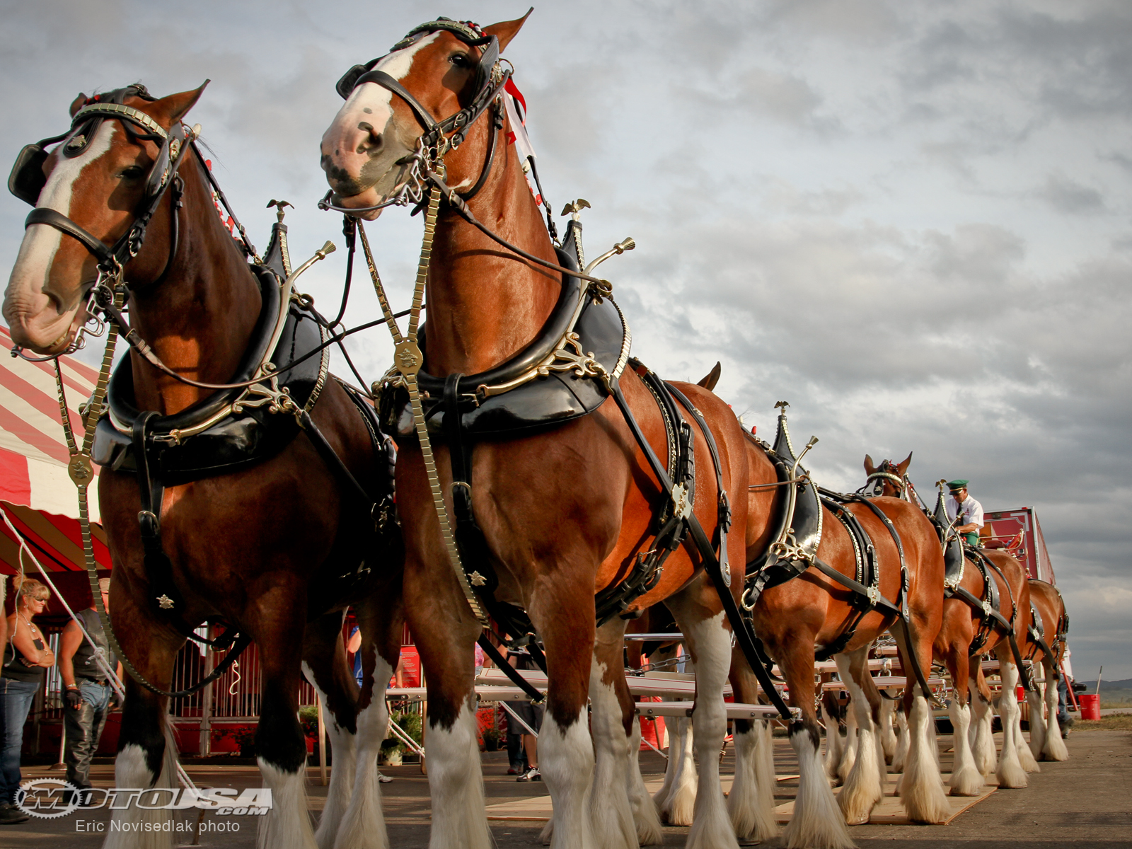 Clydesdale Wallpapers