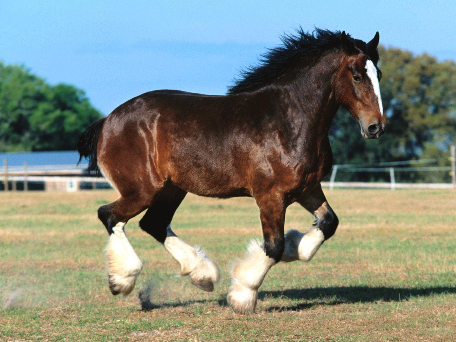 Clydesdale Wallpapers