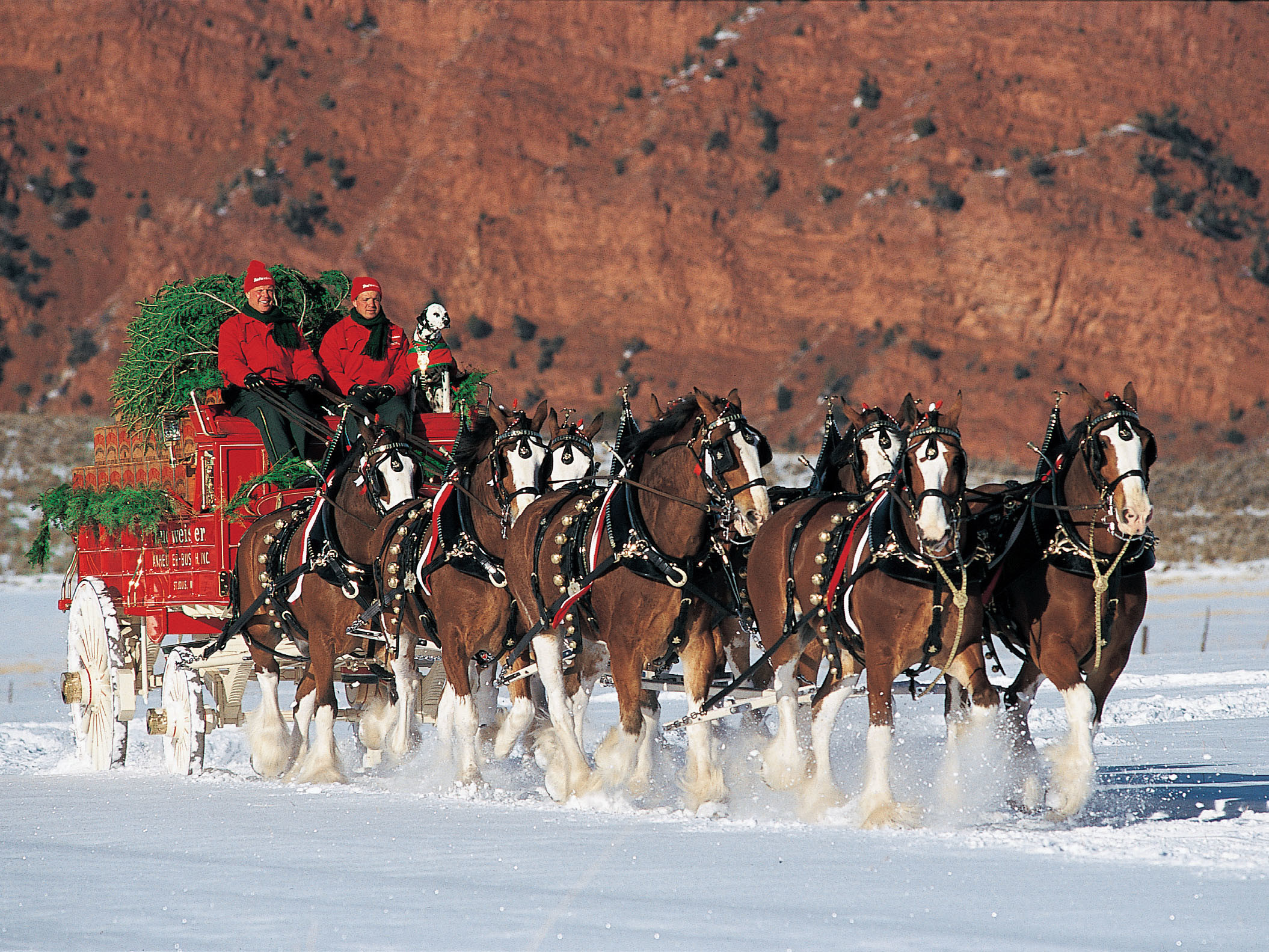 Clydesdale Wallpapers