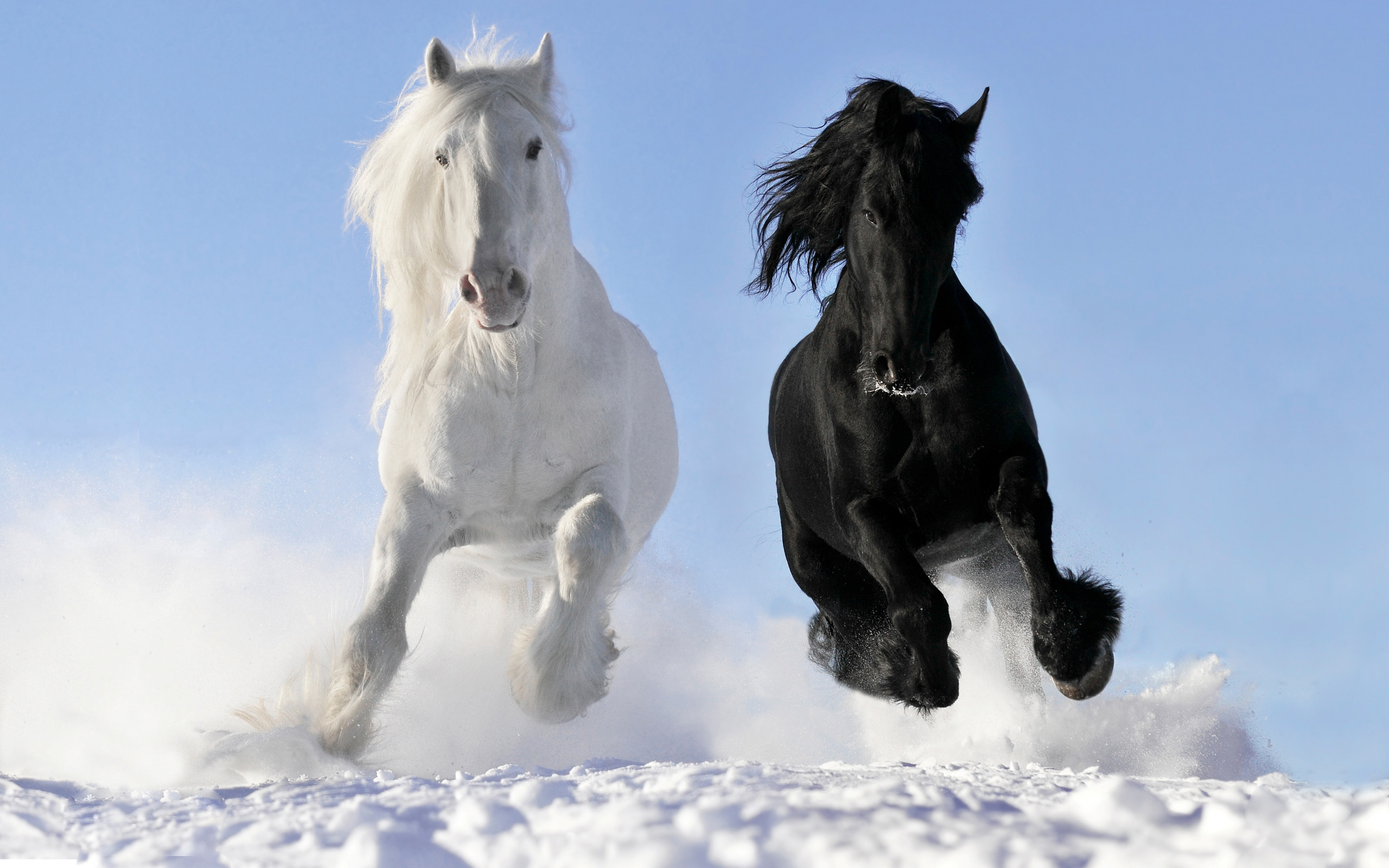 Clydesdale Wallpapers