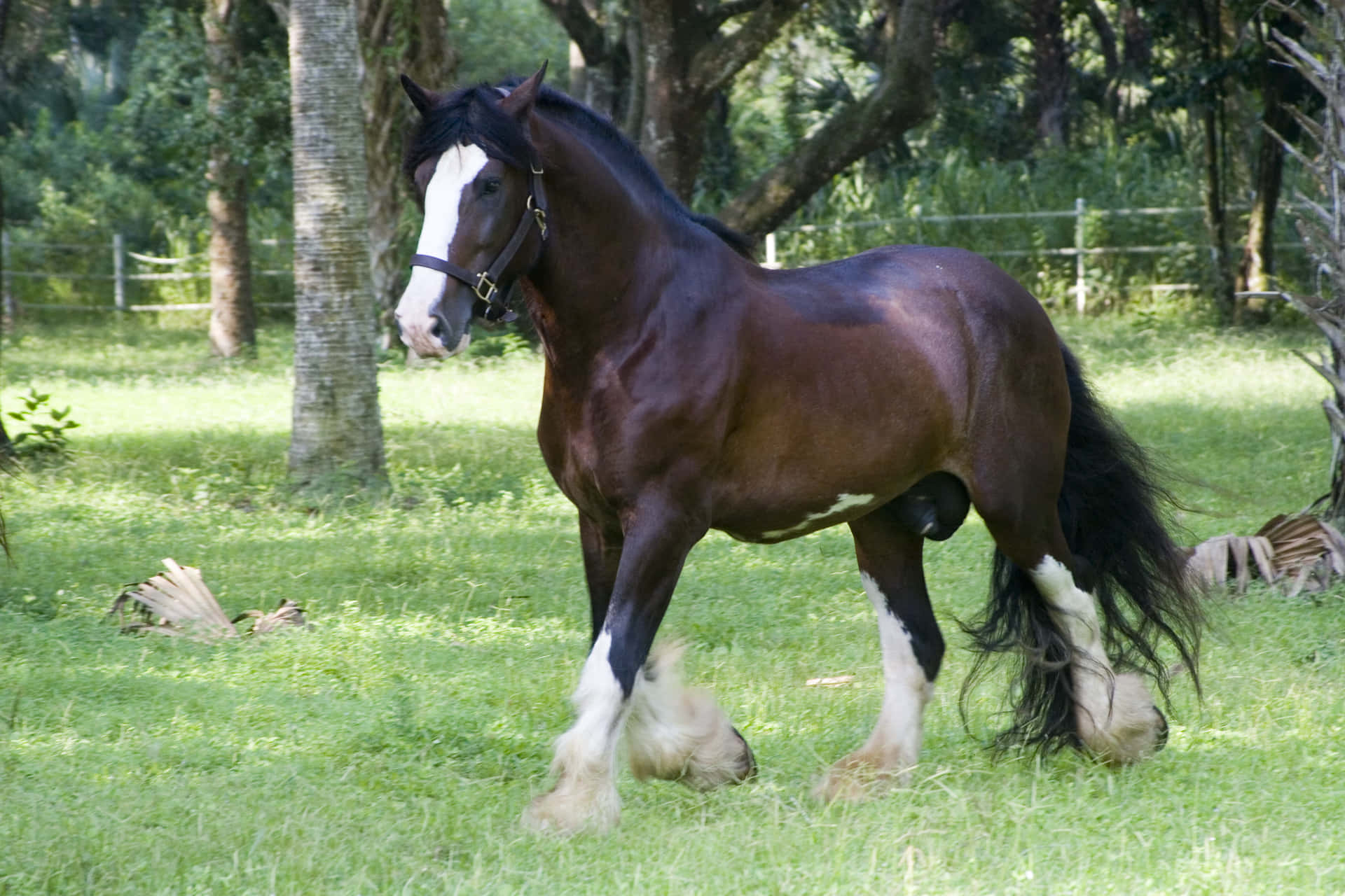 Clydesdale Wallpapers