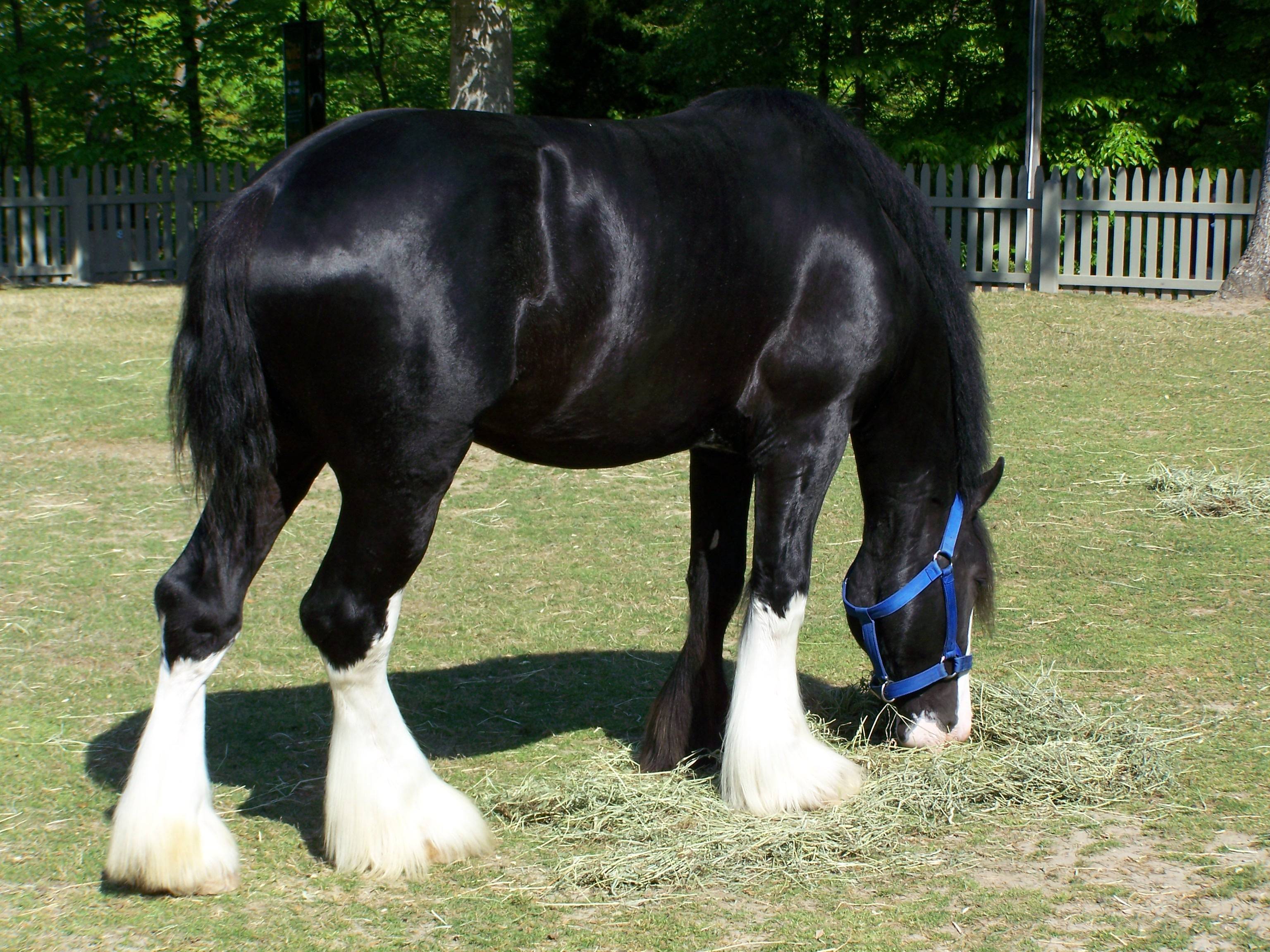 Clydesdale Wallpapers