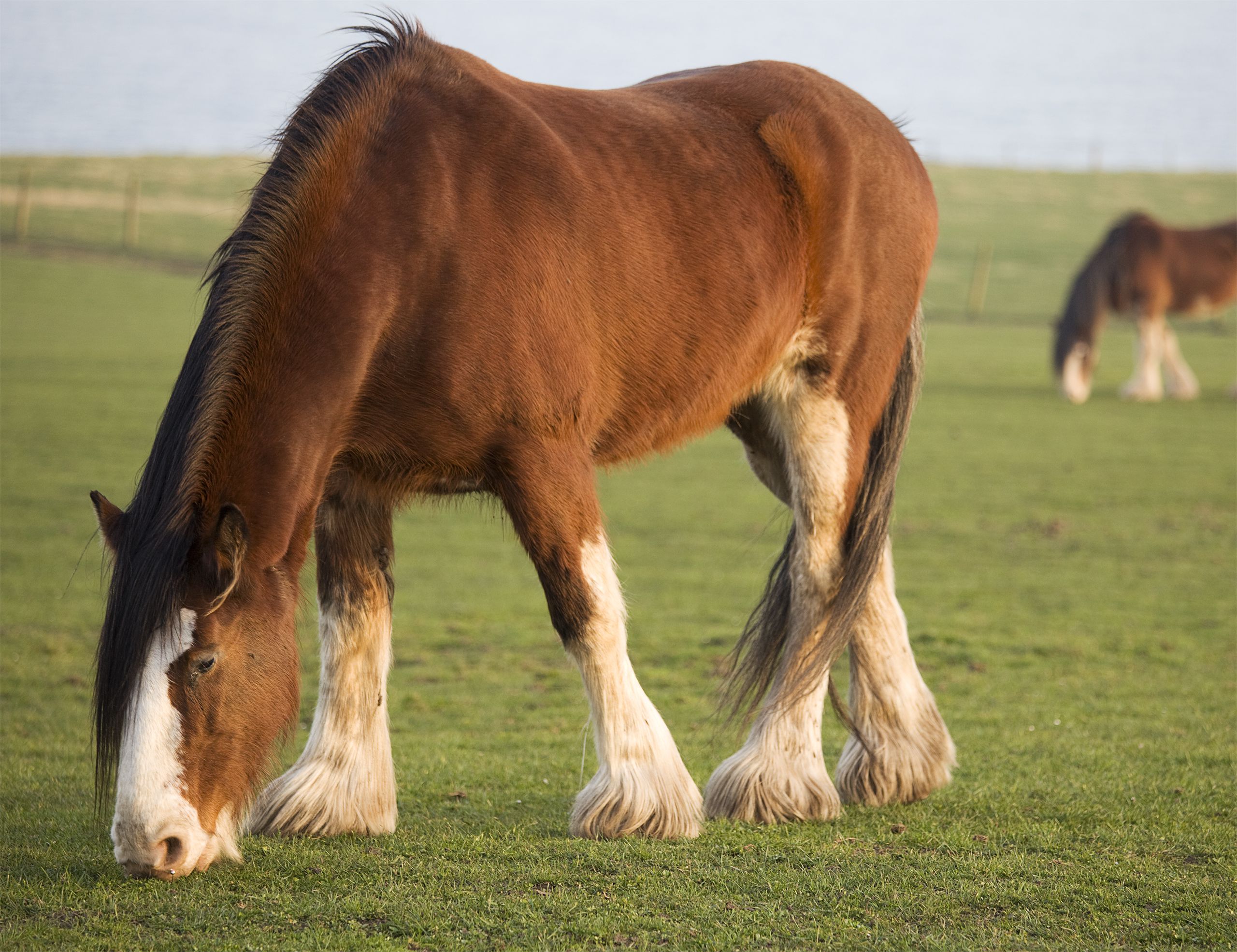 Clydesdale Wallpapers