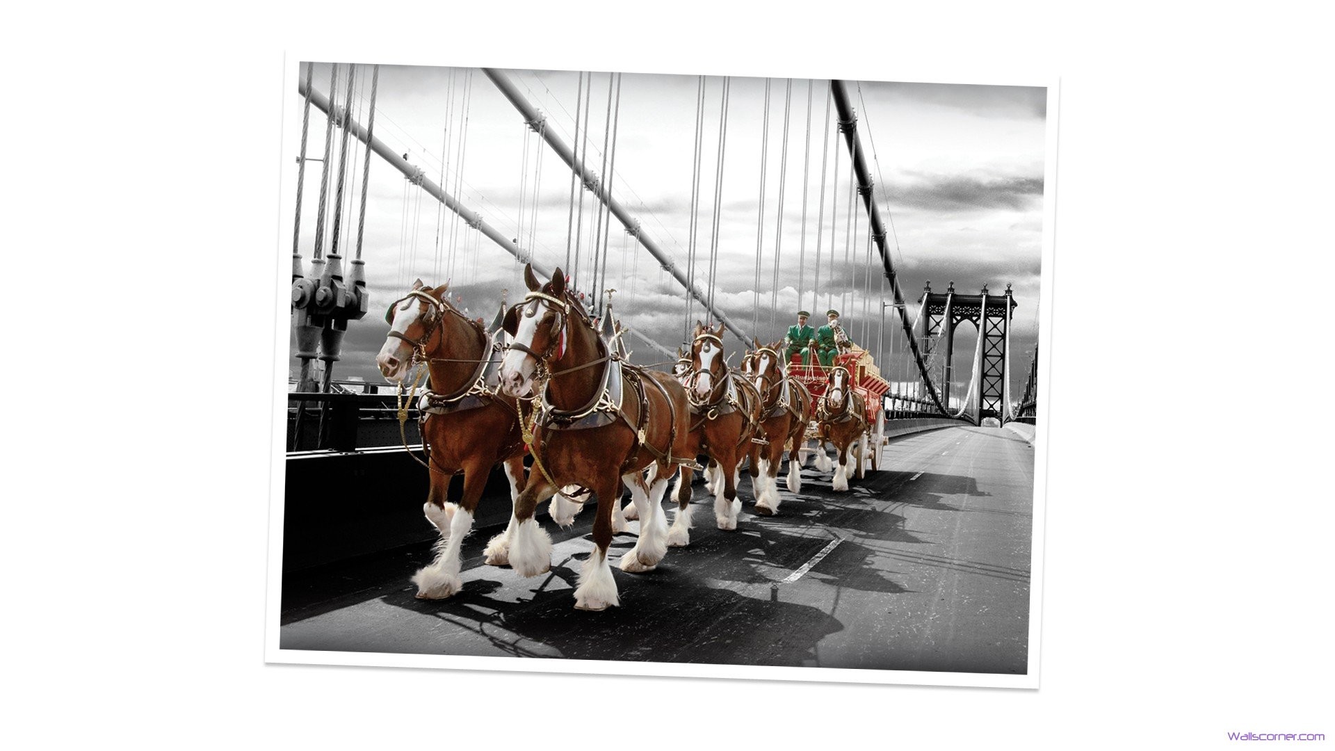 Clydesdale Wallpapers